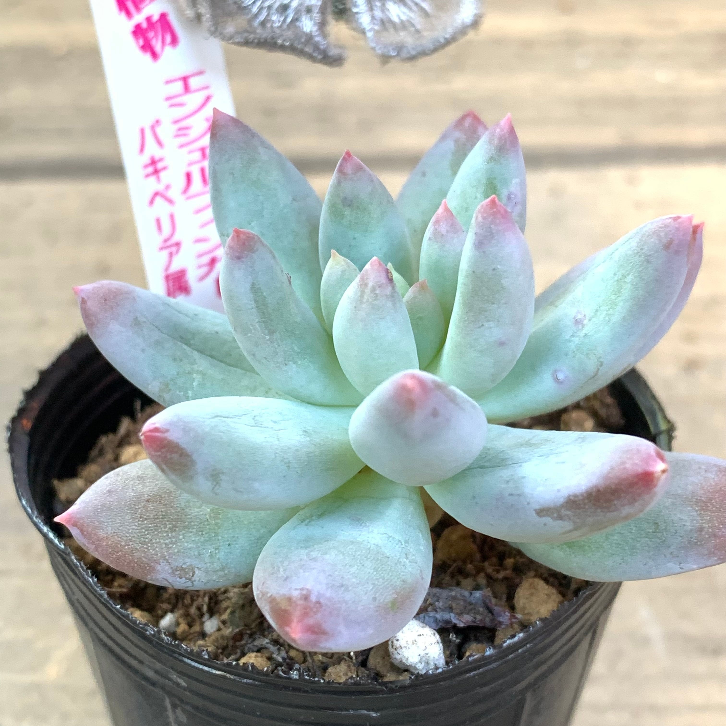 エンジェルフィンガー | RuPo 多肉植物専門店