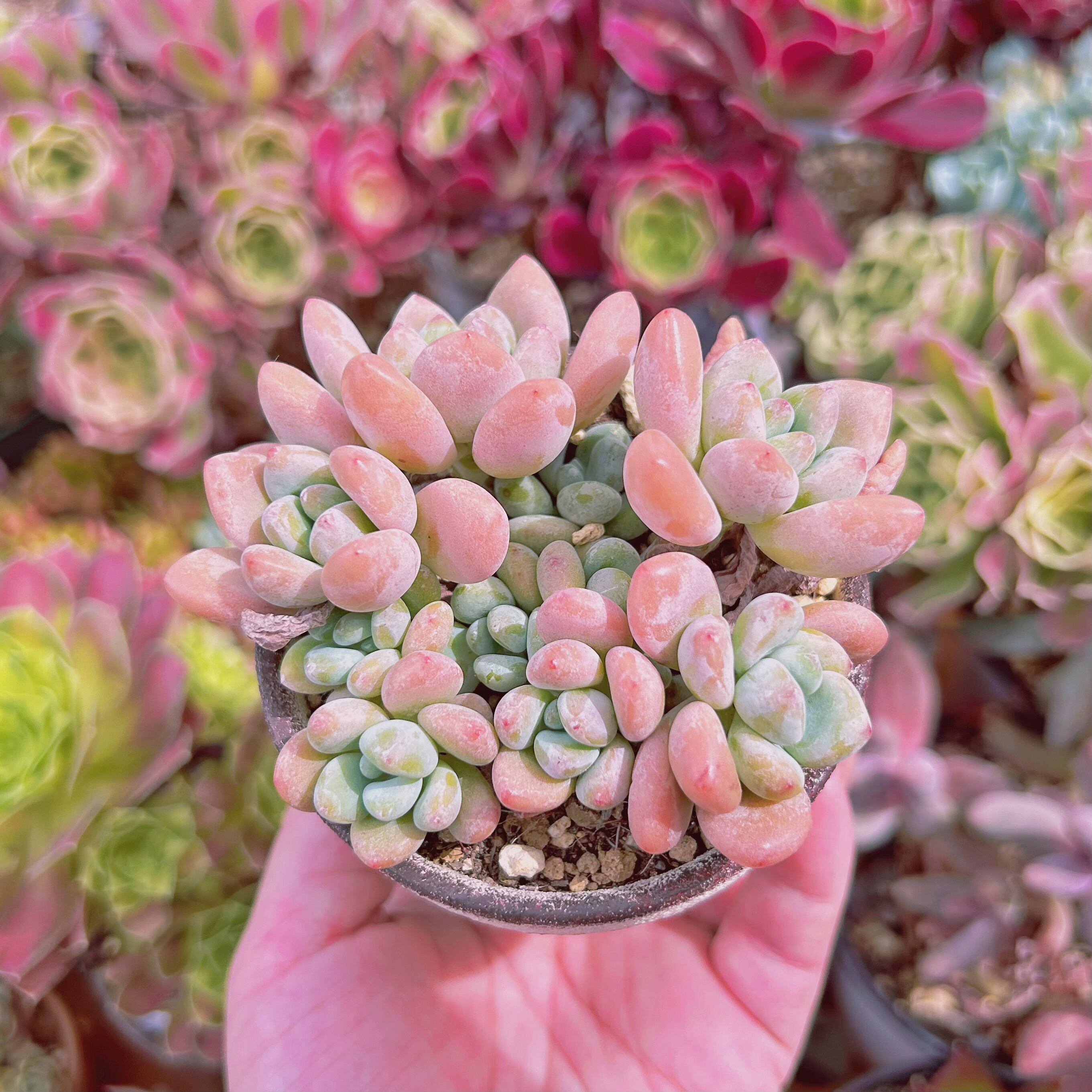 #075現物　多肉植物　マカロン　抜き苗