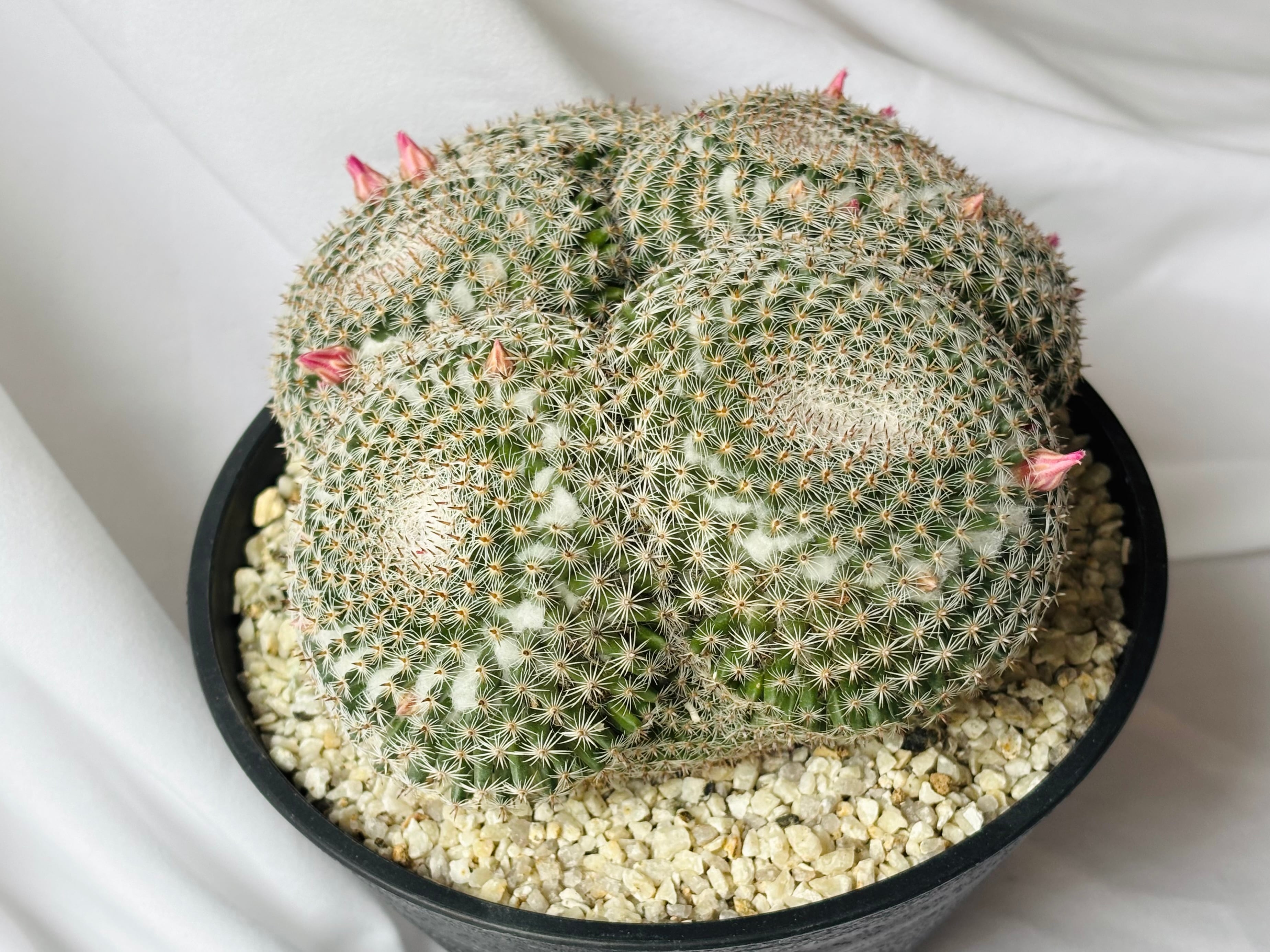 Mammillaria perbella マミラリア 大福丸 サボテン | plants MARU