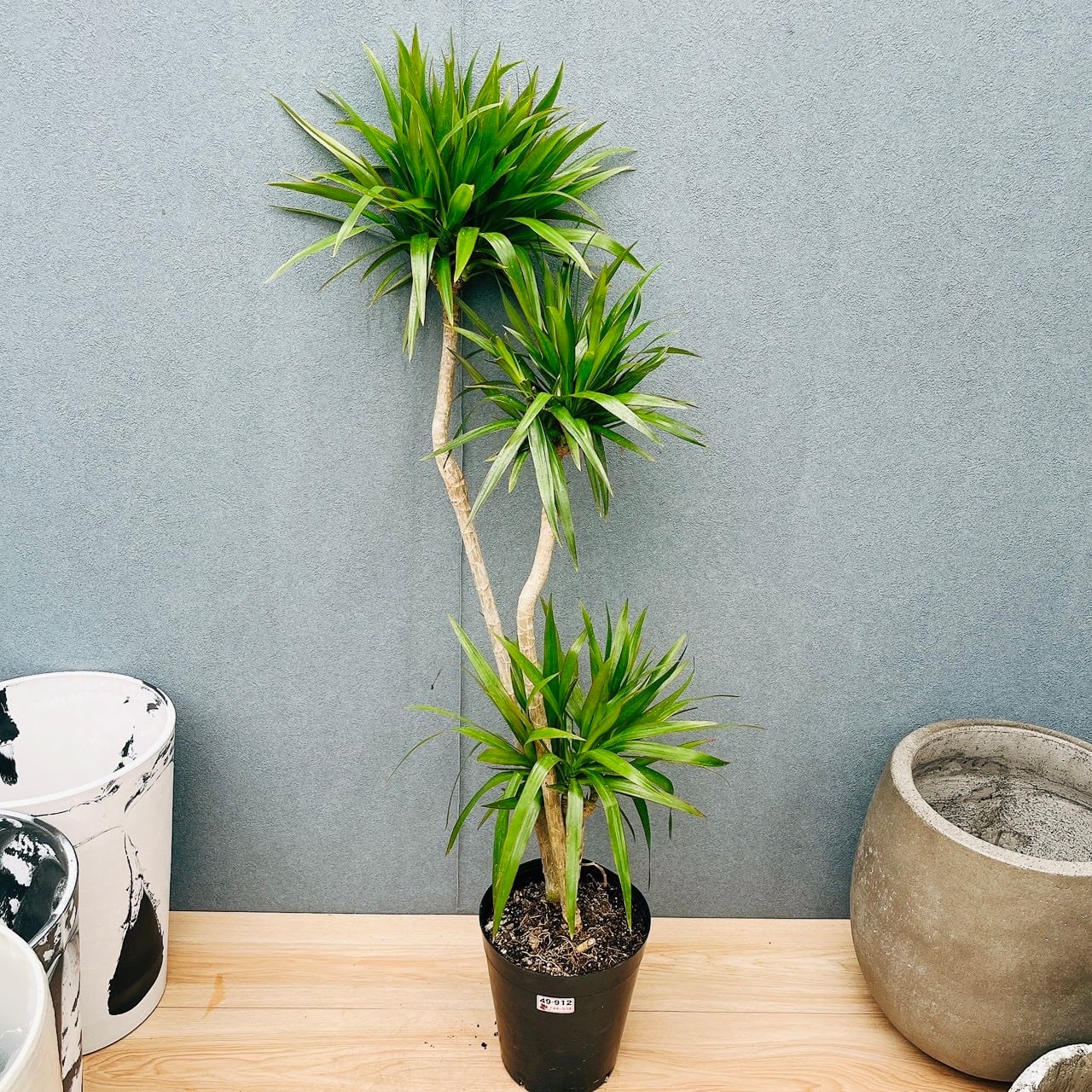 現品］【希少】15番 ドラセナ ナビー 6号 観葉植物 大型 室内 おしゃれ