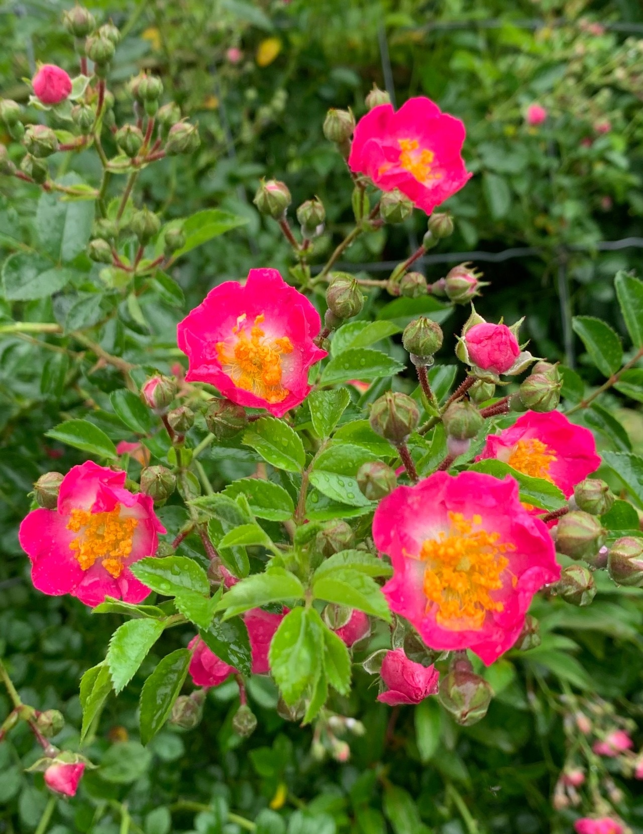 アカバナノイバラ・ウタゲ（赤花ノイバラ・宴）９〜１０．５ｃｍポット【山野草】【ツルバラ】の画像01