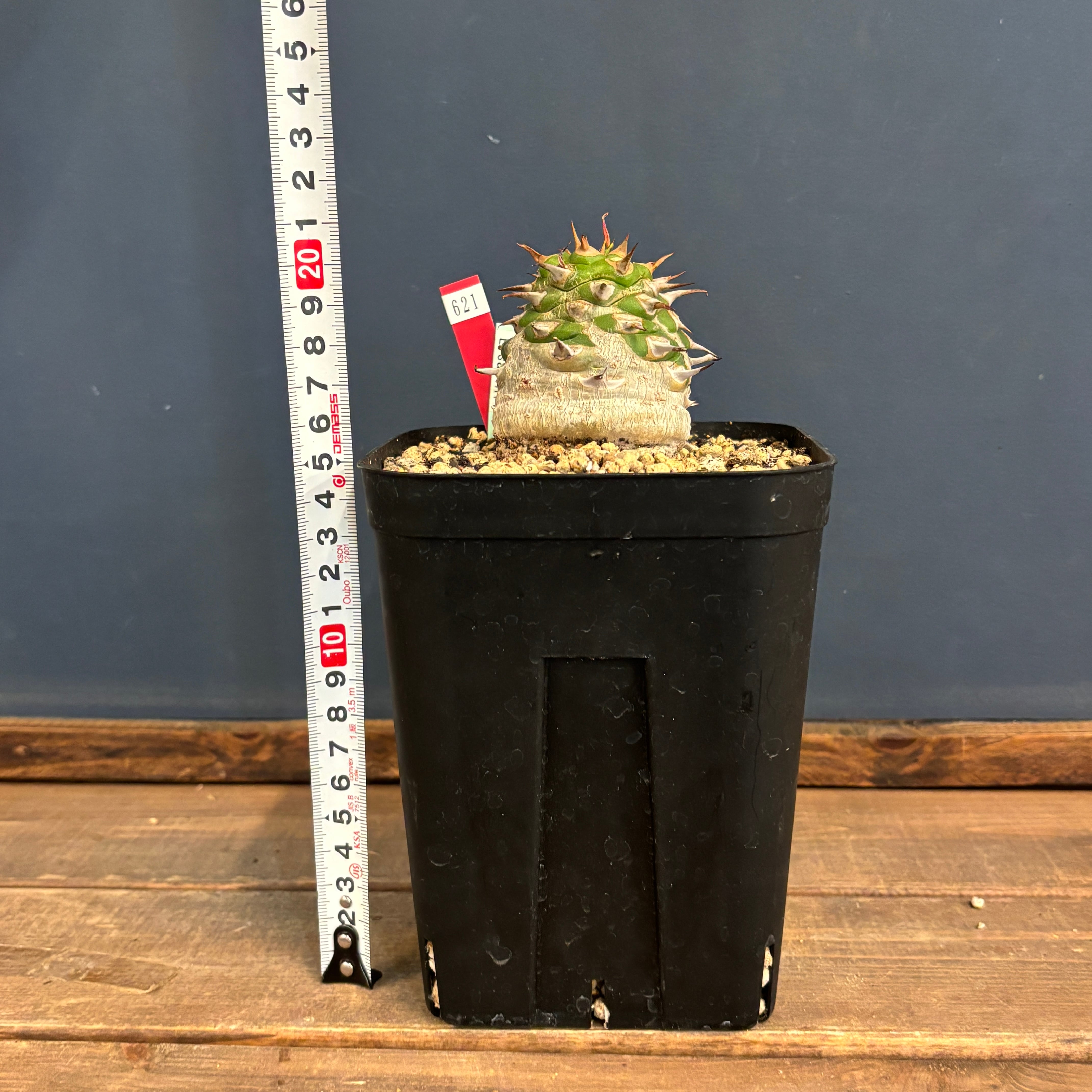 ユーフォルビア サピニー 実生 ② ユーフォルビア サピニー 実生 ② ユーフォルビア サピニー Euphorbia