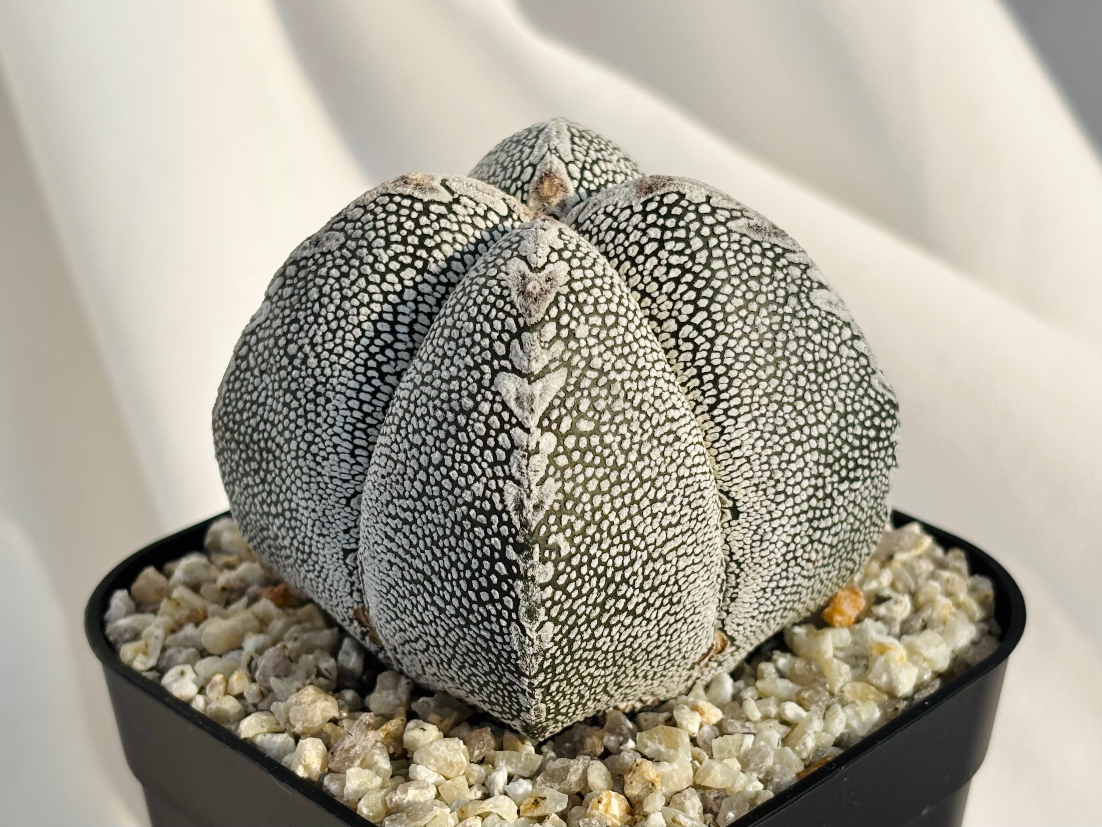 Astrophytum myriostigma アストロフィツム ランポー玉 恩塚鸞鳳玉