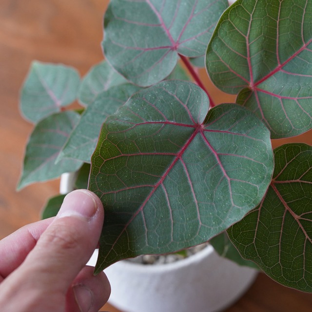 フィカス ペティオラリス S Ayanas アヤナス 観葉植物のセレクトショップ 通販