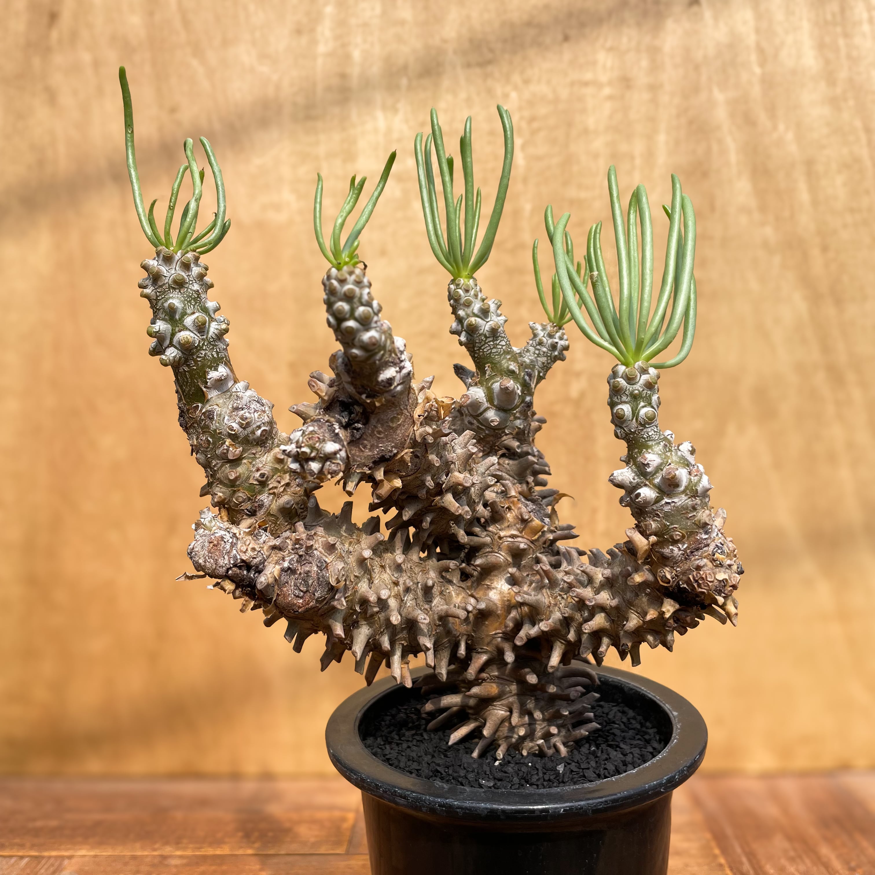 Tylecodon wallichii【チレコドン・ワリチー】 | RIMO'S GREEN サボテンと多肉植物の通販サイト