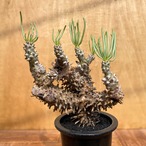 Tylecodon wallichii【チレコドン・ワリチー】