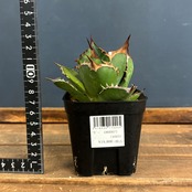 アガベ チタノタ バッファロー【27】
