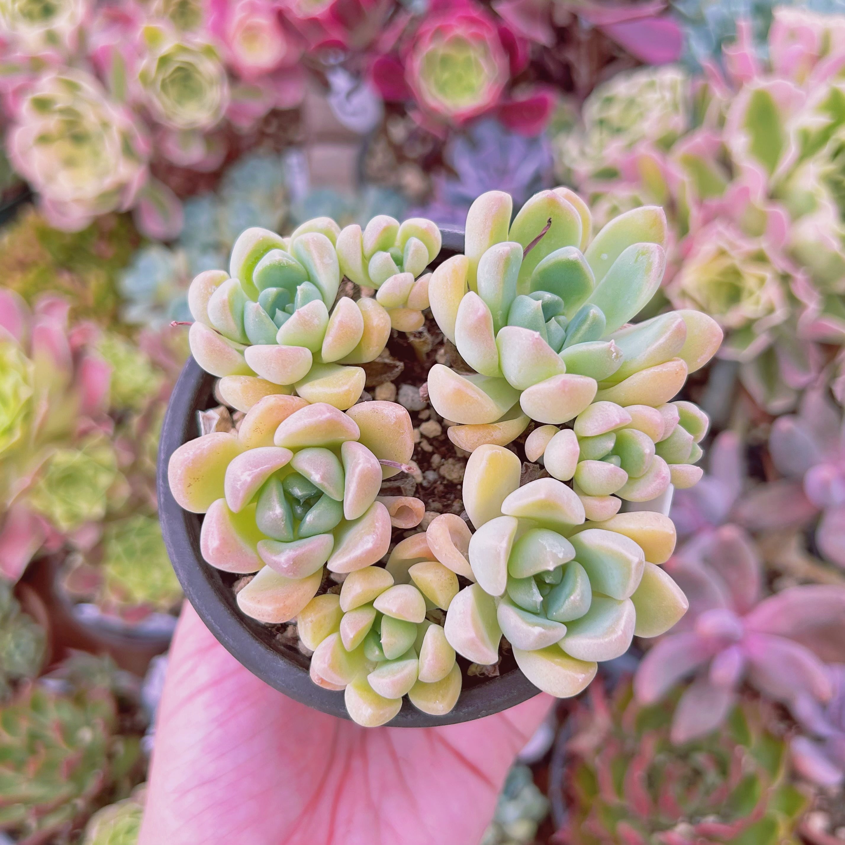 現物　多肉植物　ミルキーストーン　抜き苗