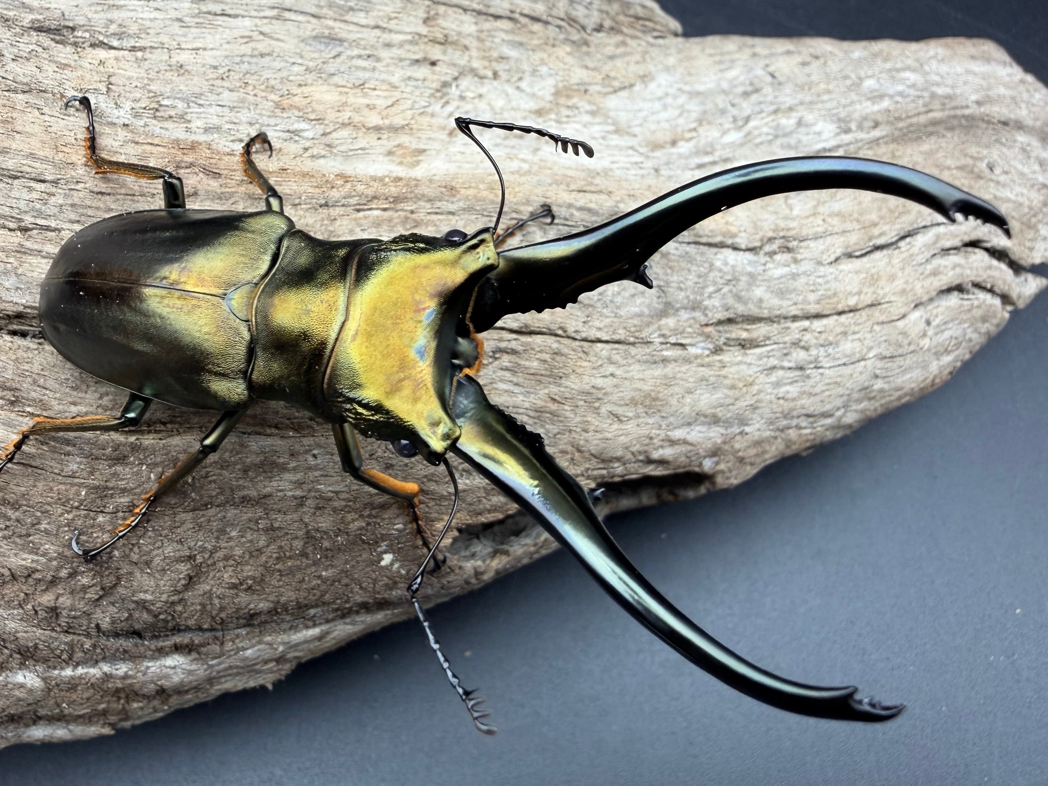 WD】《ロドリゲスヒメカブトハナムグリ 大型 ペア》 | KPW公式