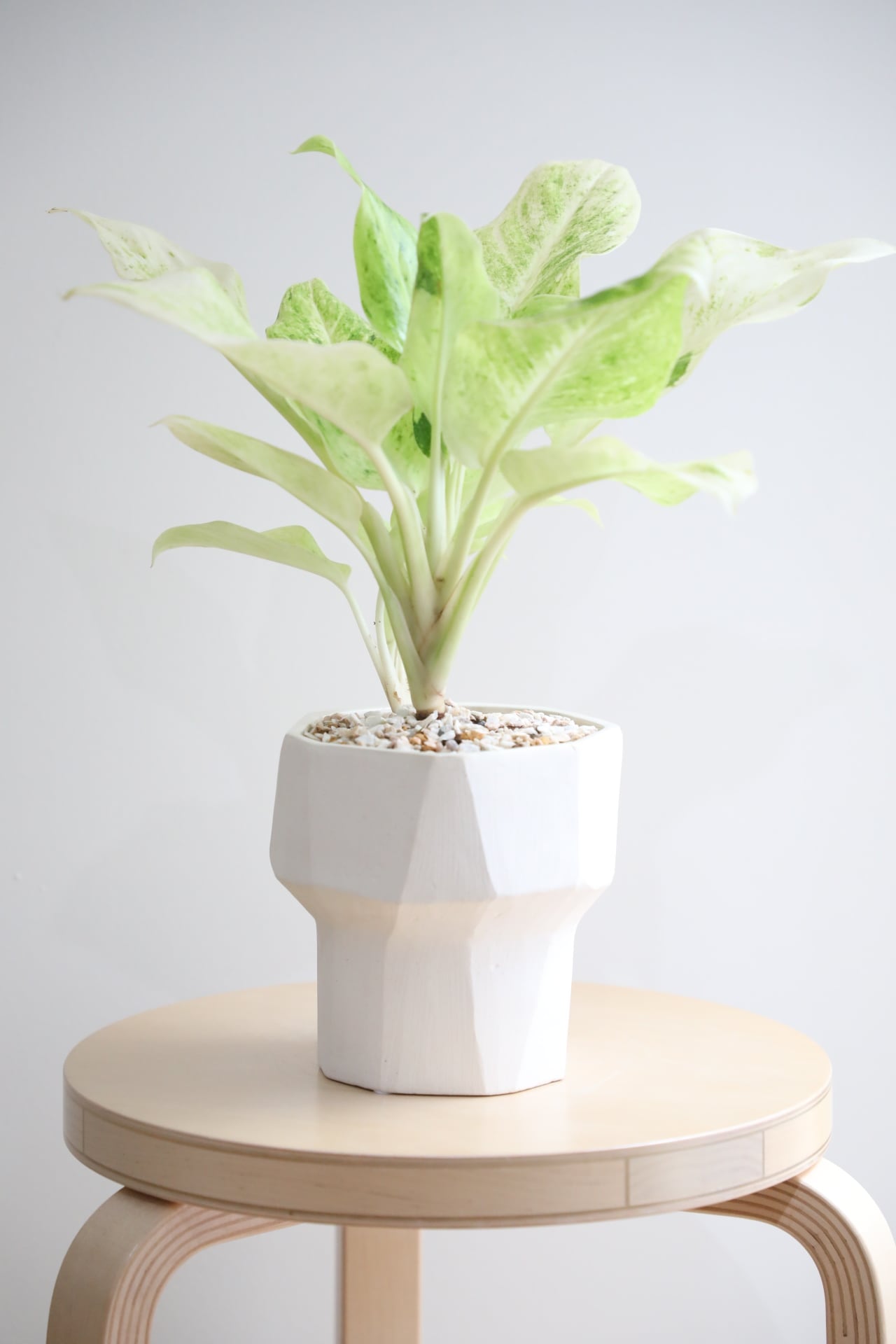M】アグラオネマ サンドロップ/Aglaonema | 【厳選植物・器】MIDORI