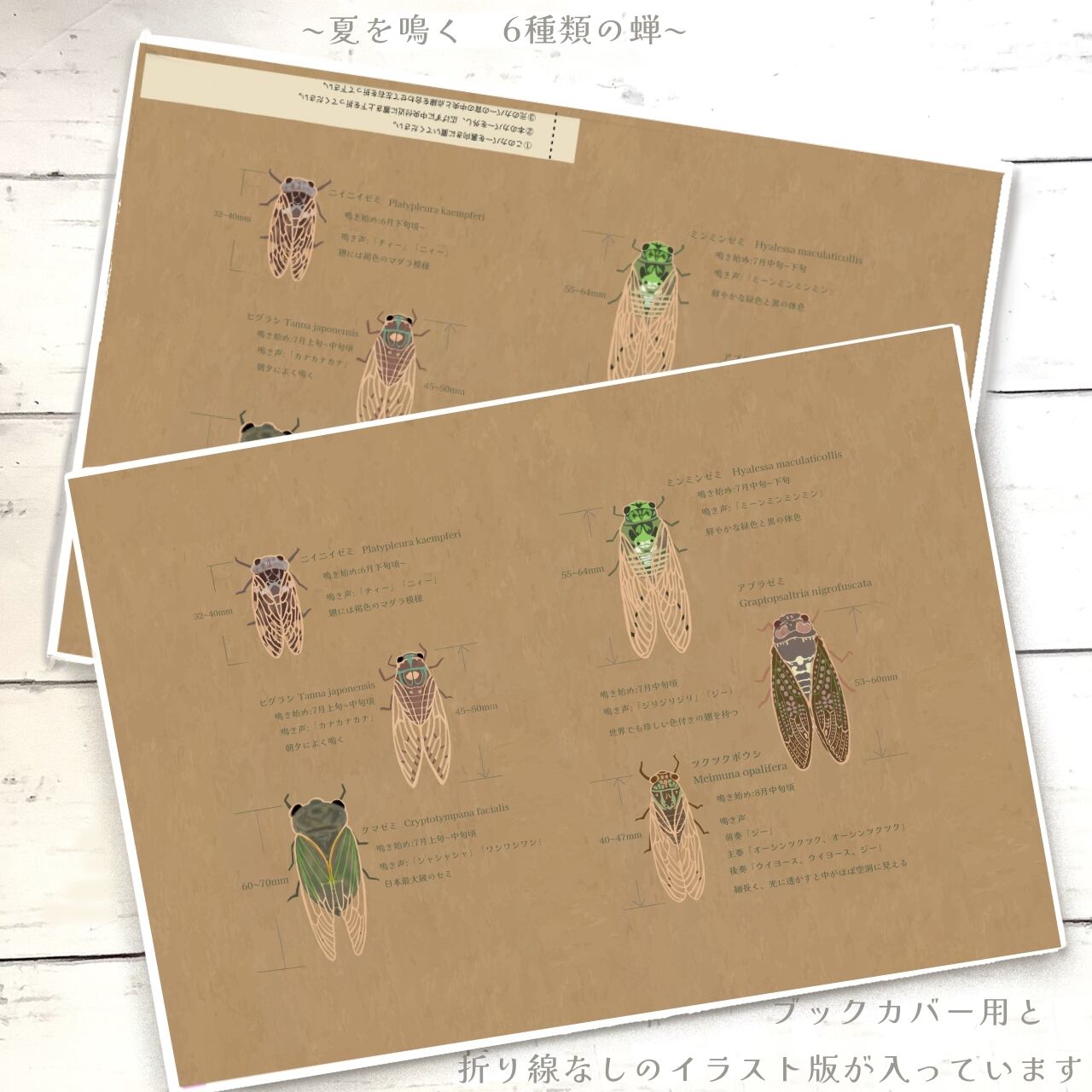 夏を鳴く　6種類の蝉｜イラストペーパー(ダウンロード版)