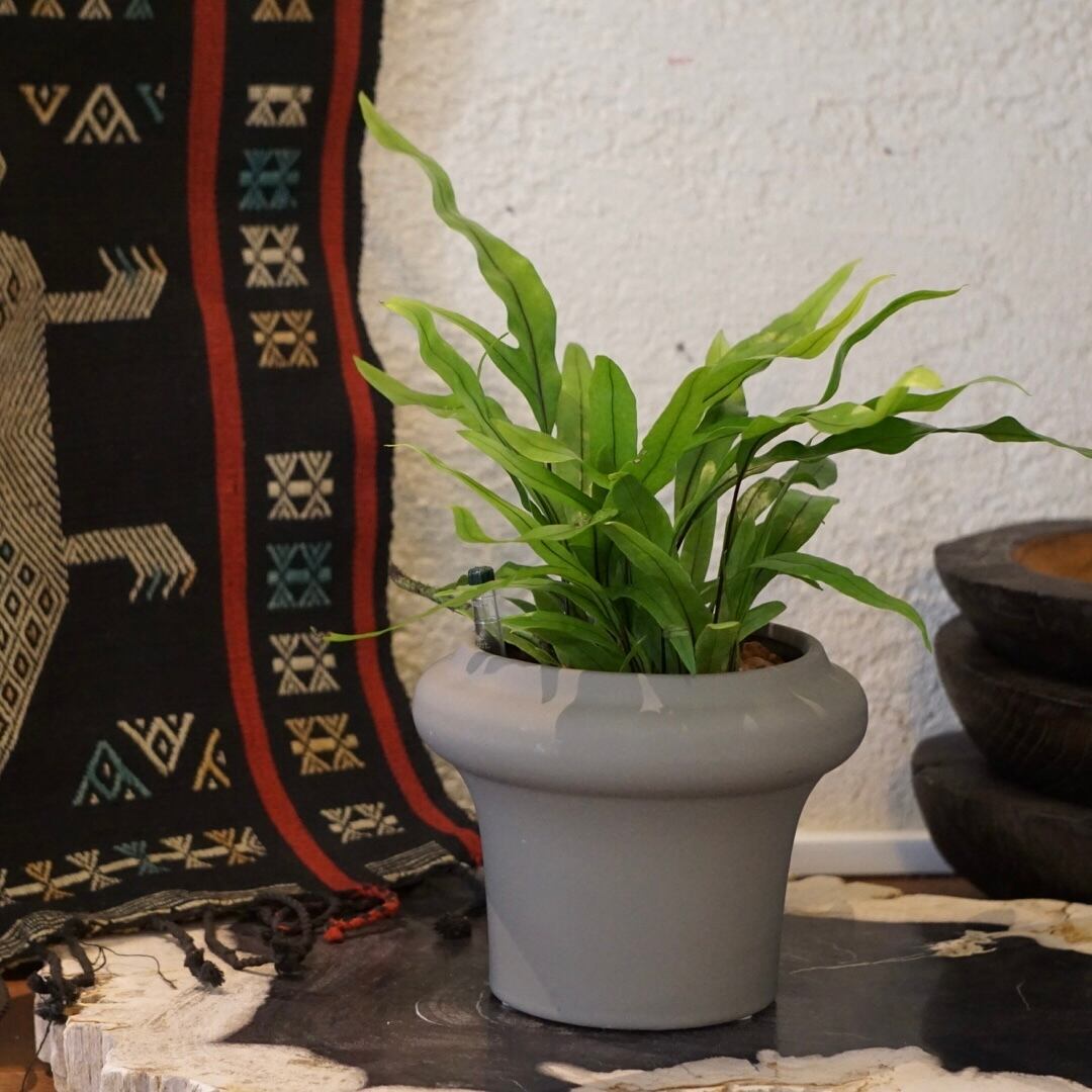 ベル様】ミクロソリウム バリスモール十字 10株