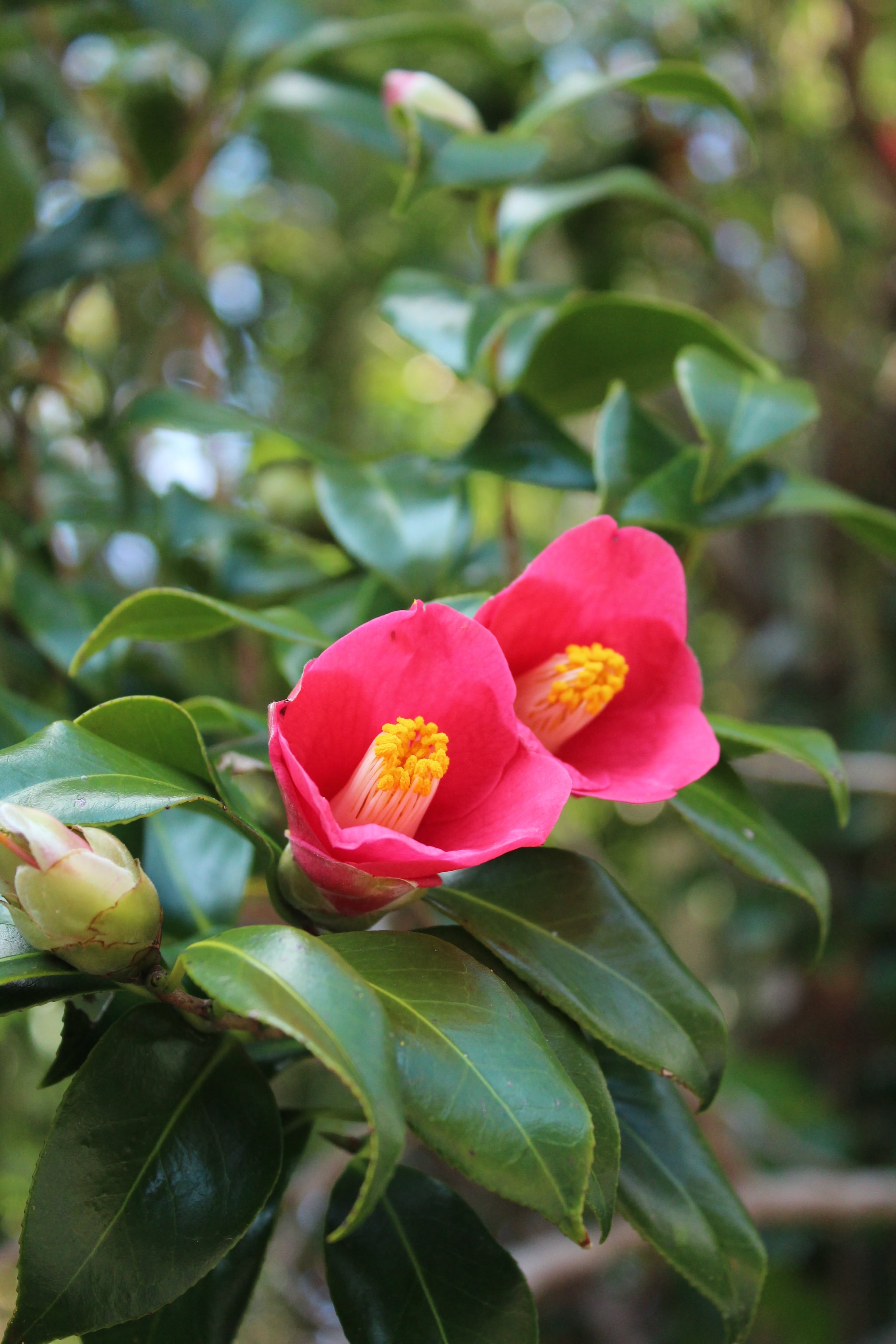 椿油（つばきあぶら）110g ※おひとり様1本まで※ | 三島村観光協会 公式