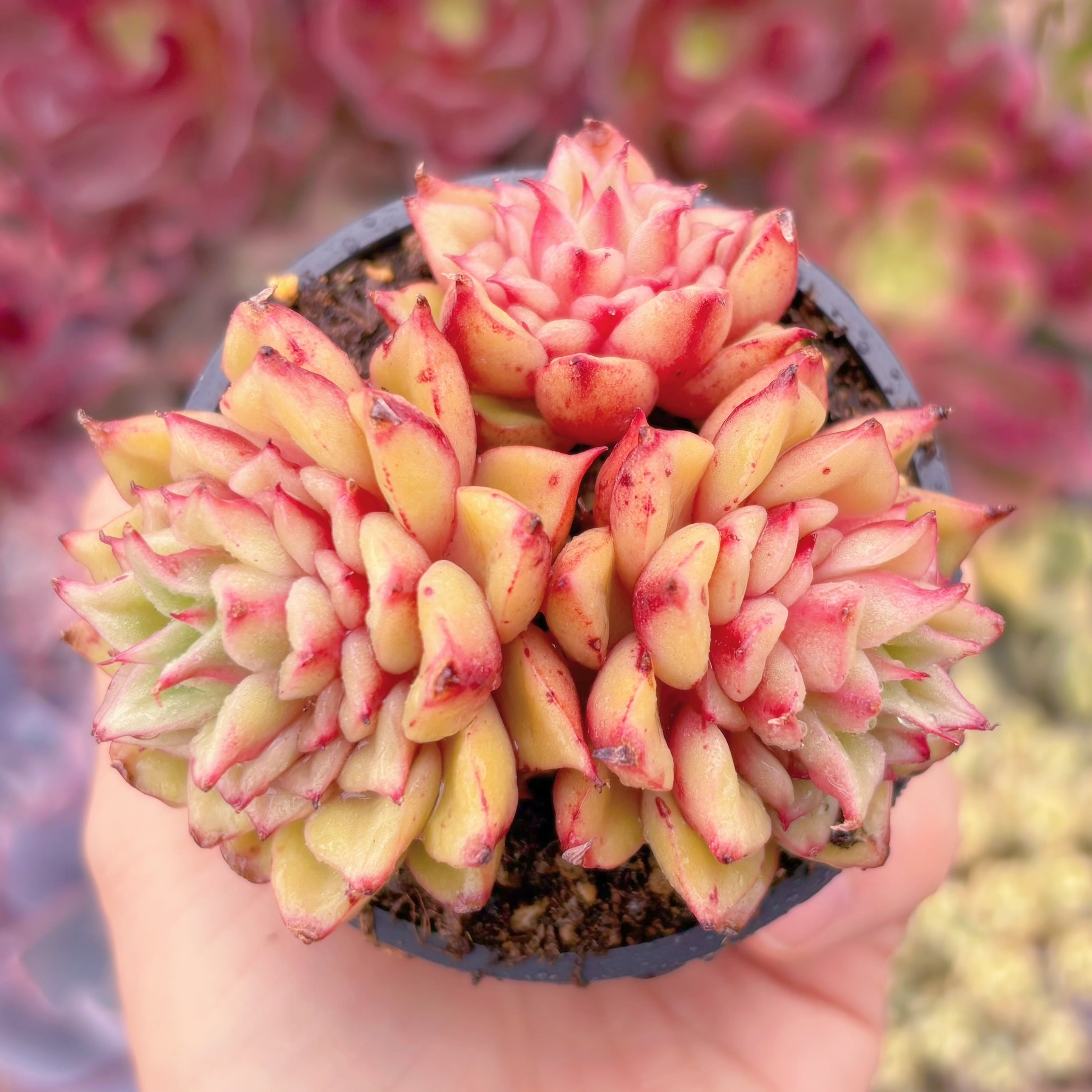 現品　爛漫染#835　群生　稀少　新入荷