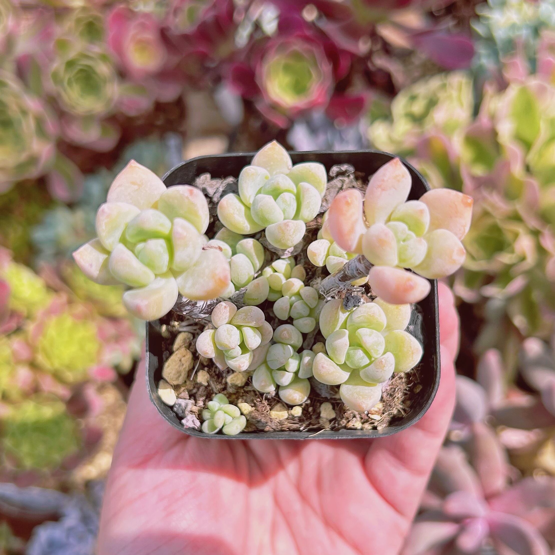 現物　多肉植物　プロリフェラxラウル　抜き苗