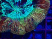 【現地買付】Trachyphyllia geofroy  MakassarRainbow