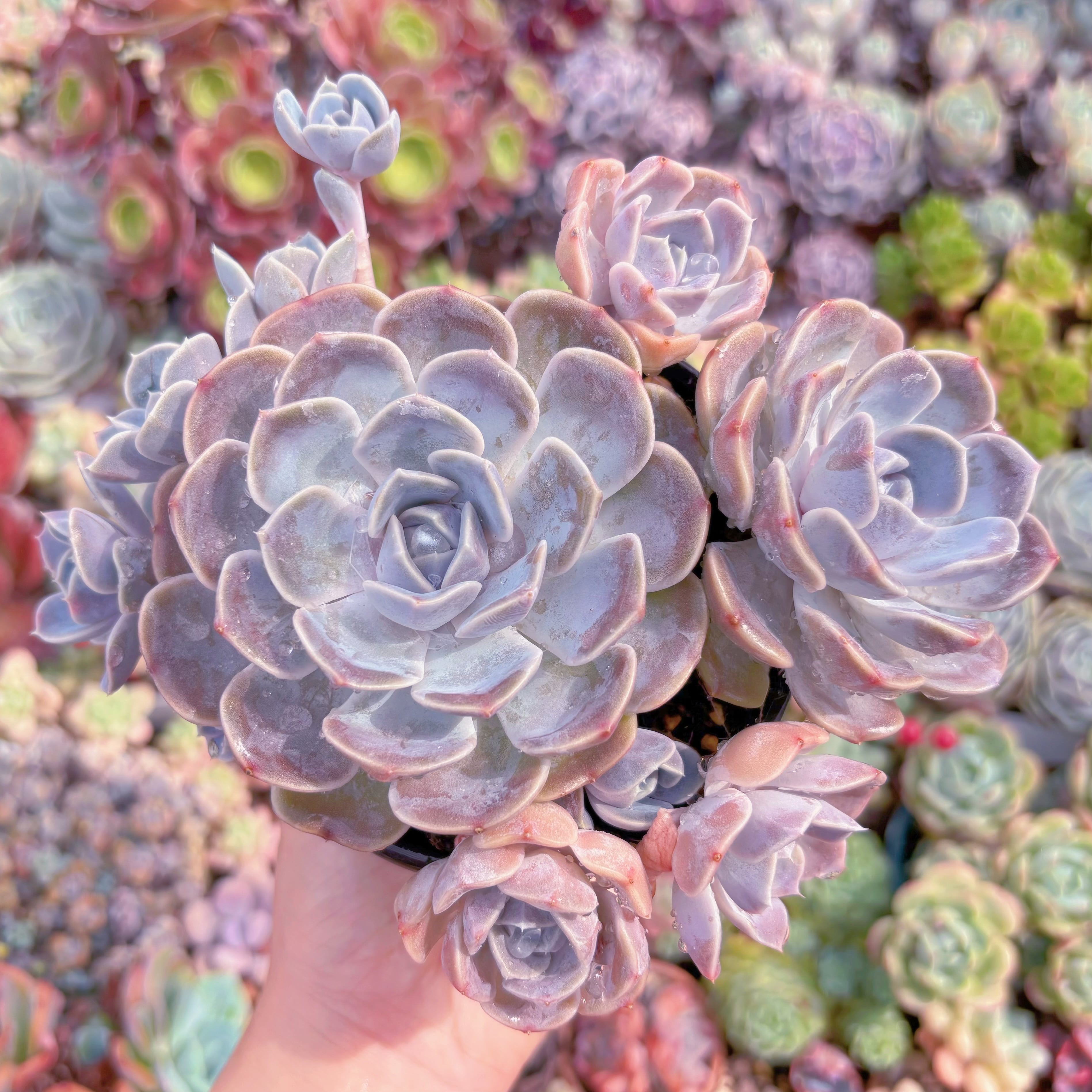 現品　Tynie Burger#821　群生　るる農園