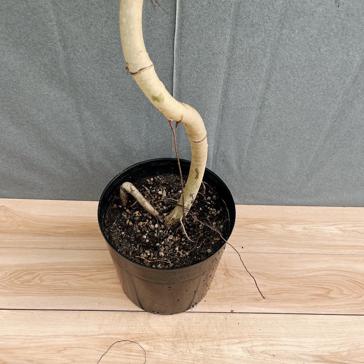 現品］【珍しい】12番 フィカス ベンジャミン ヌダ 9号 観葉植物 大型