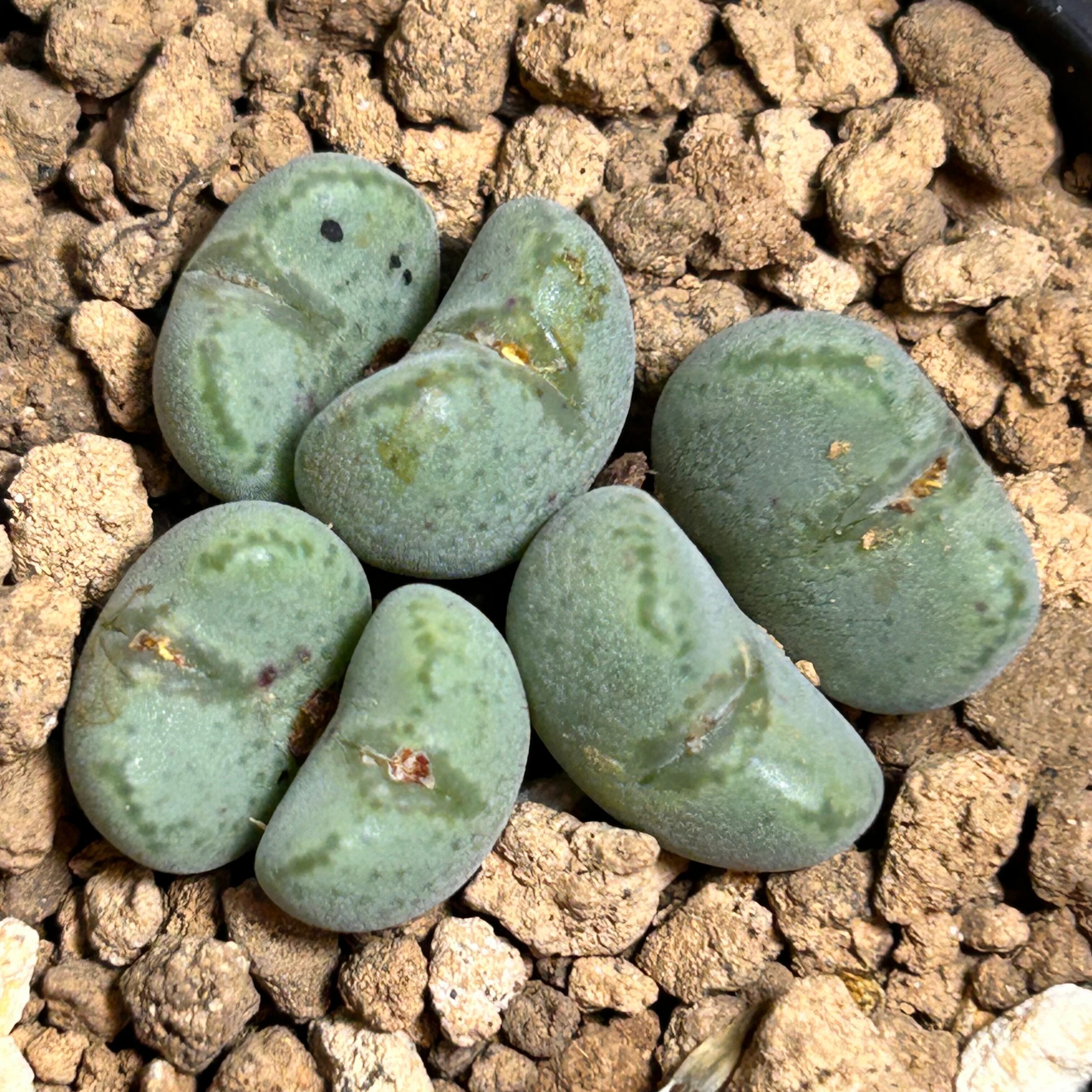 コノフィツム | RuPo 多肉植物専門店