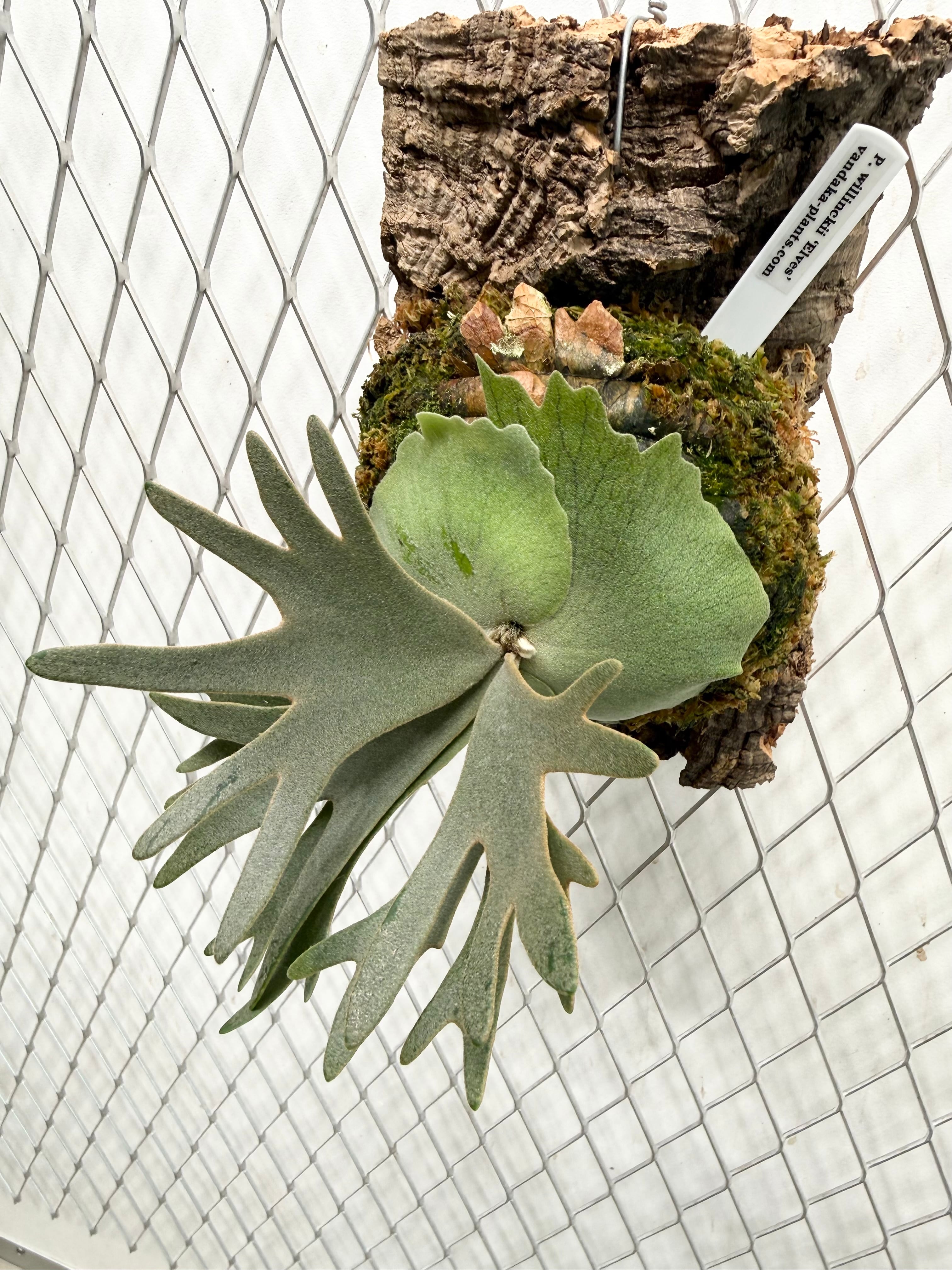 ビカクシダ P.willinckii ' Elves ' OC a) P. willinckii 'Elves' ビカクシダ ウィリンキー 'エルベス