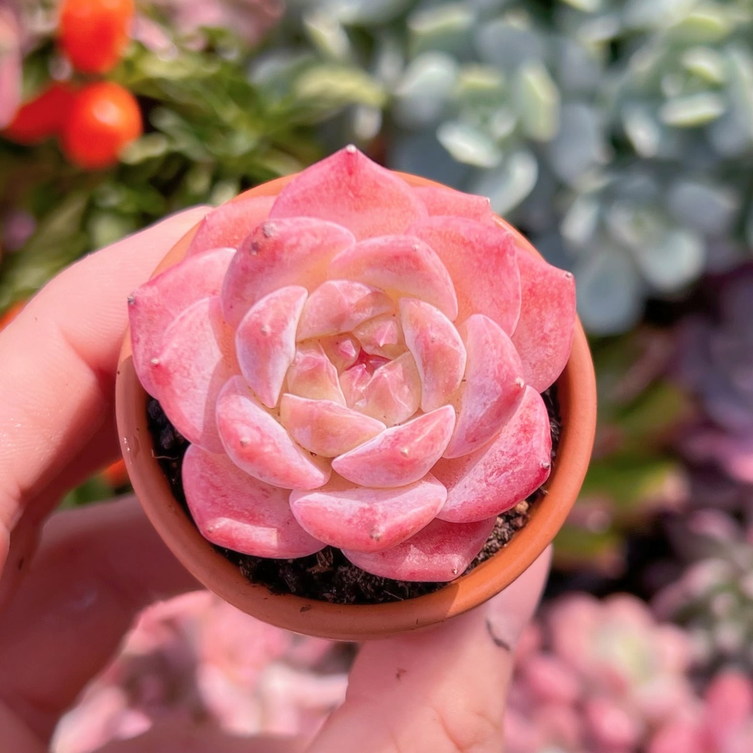 多肉植物　アイスシュガークリスタル　新入荷