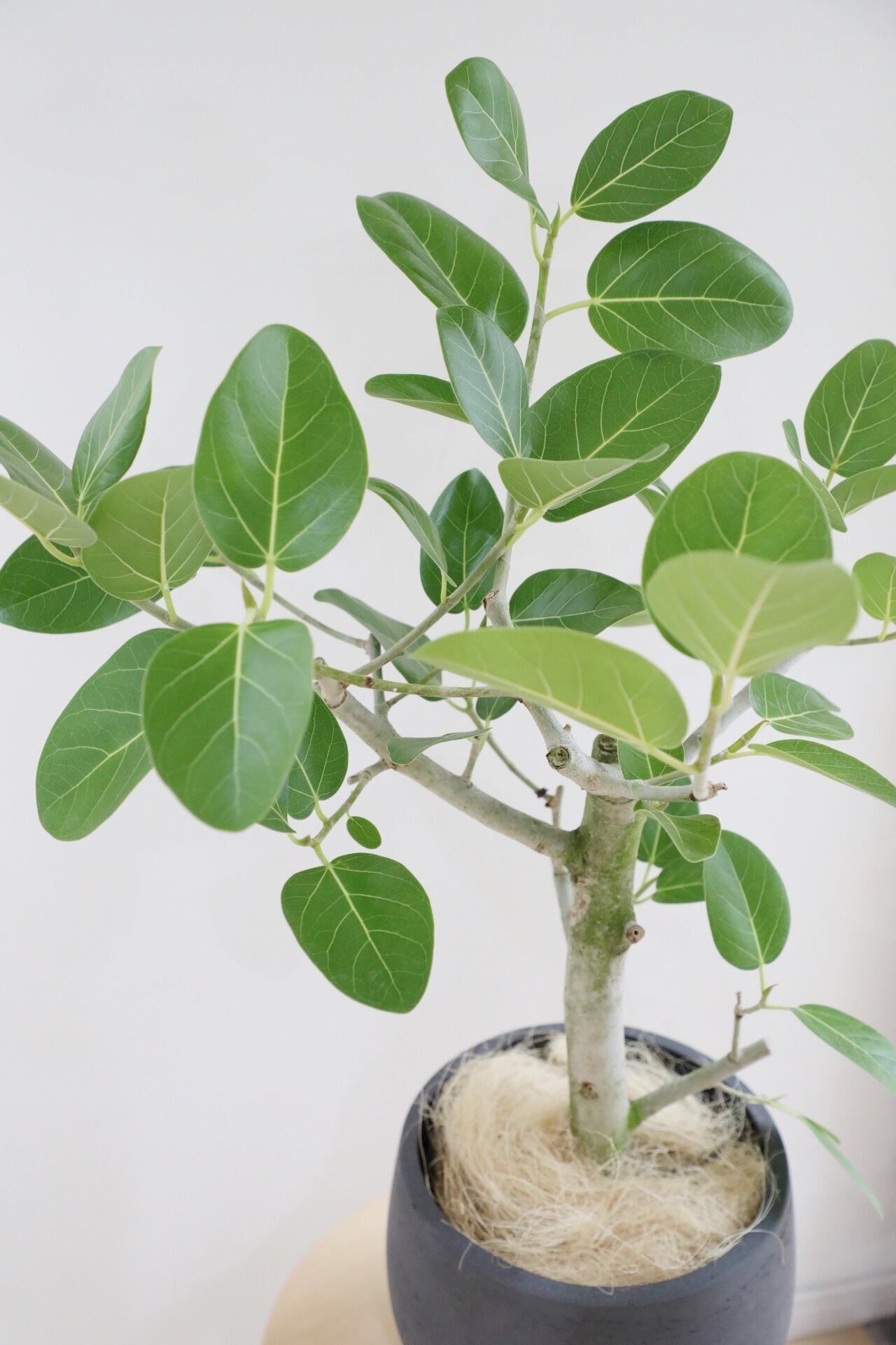 L/84cm】フィカス ベンガレンシス/Ficus benghalensis | 【厳選植物
