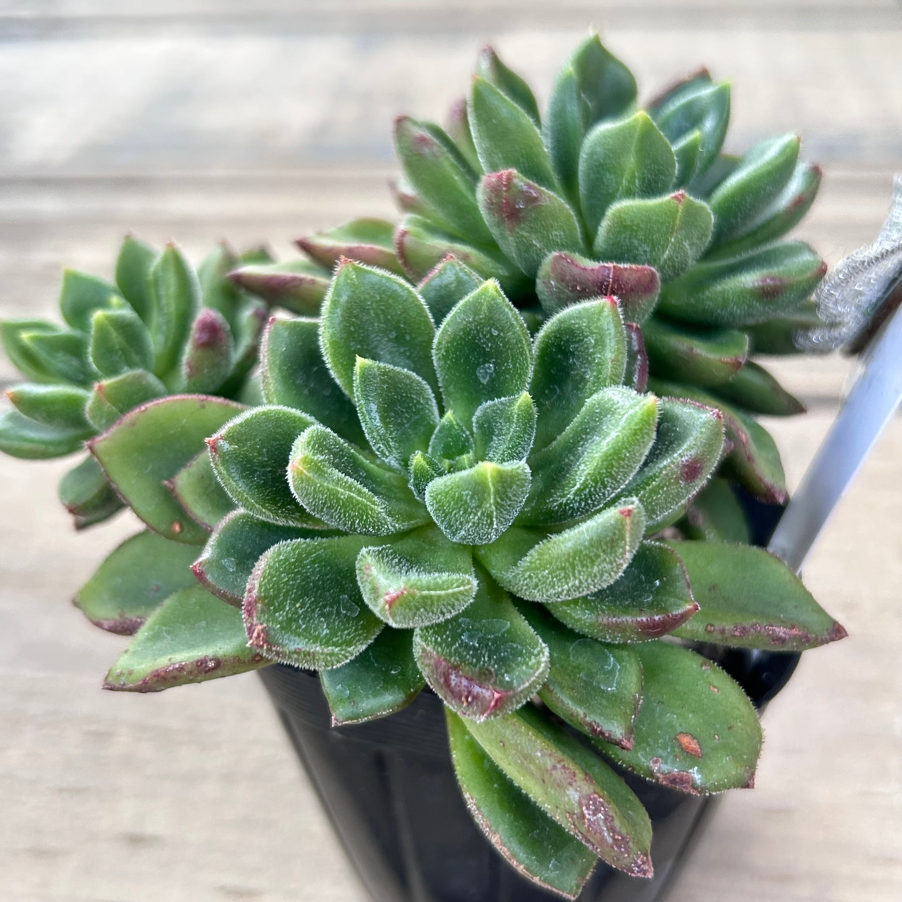 チブス | RuPo 多肉植物専門店