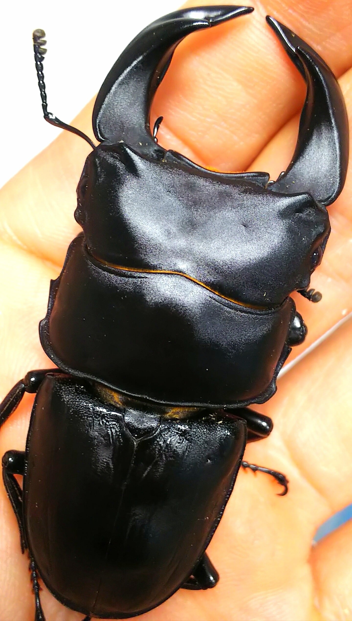 極太血統 【ゴードンR】阿古谷 オオクワガタ 新成虫 ♂78mm 逆八入り