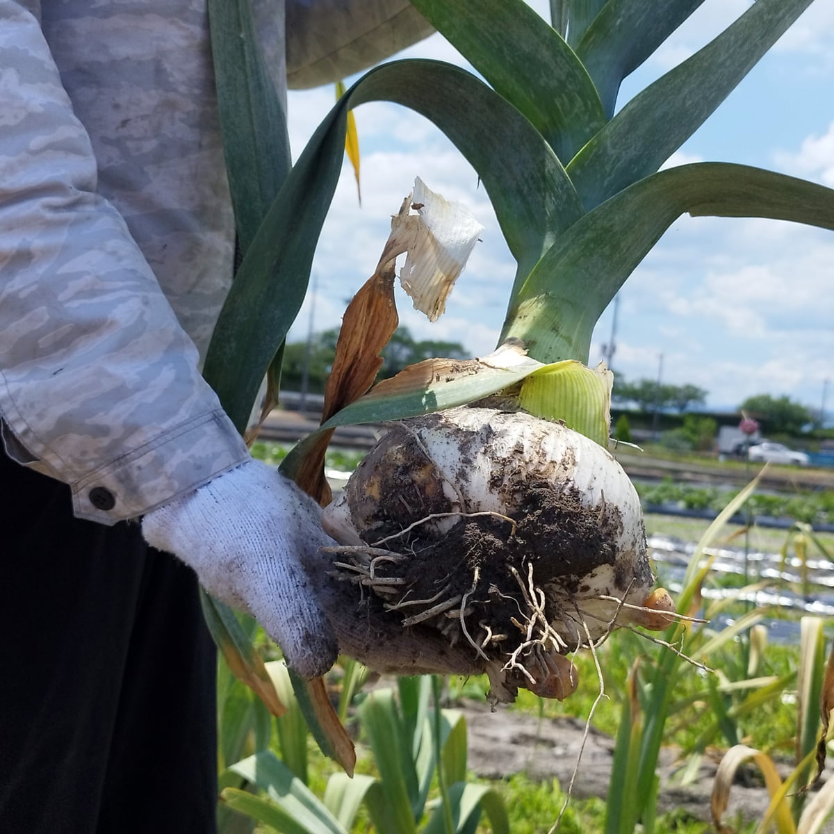 掘りたて新鮮】ジャンボニンニク3~4玉 約2kg | 完熟いちじく、旬野菜の