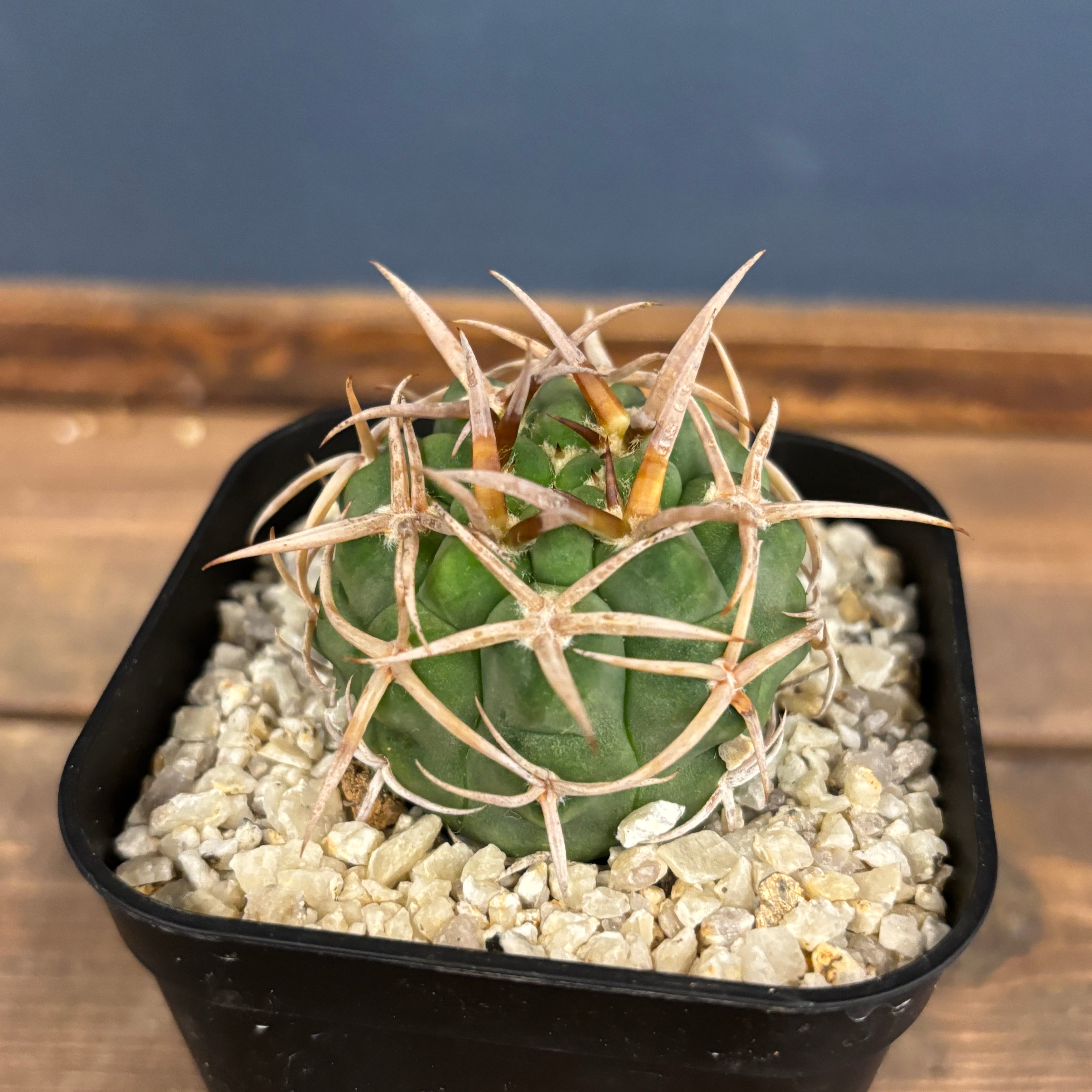 ギムノカリキウム フェロシオール フェロシオール 選抜株 ギムノカリキウム・フェロシオールを植え替えたッ！！ | もすレコ。