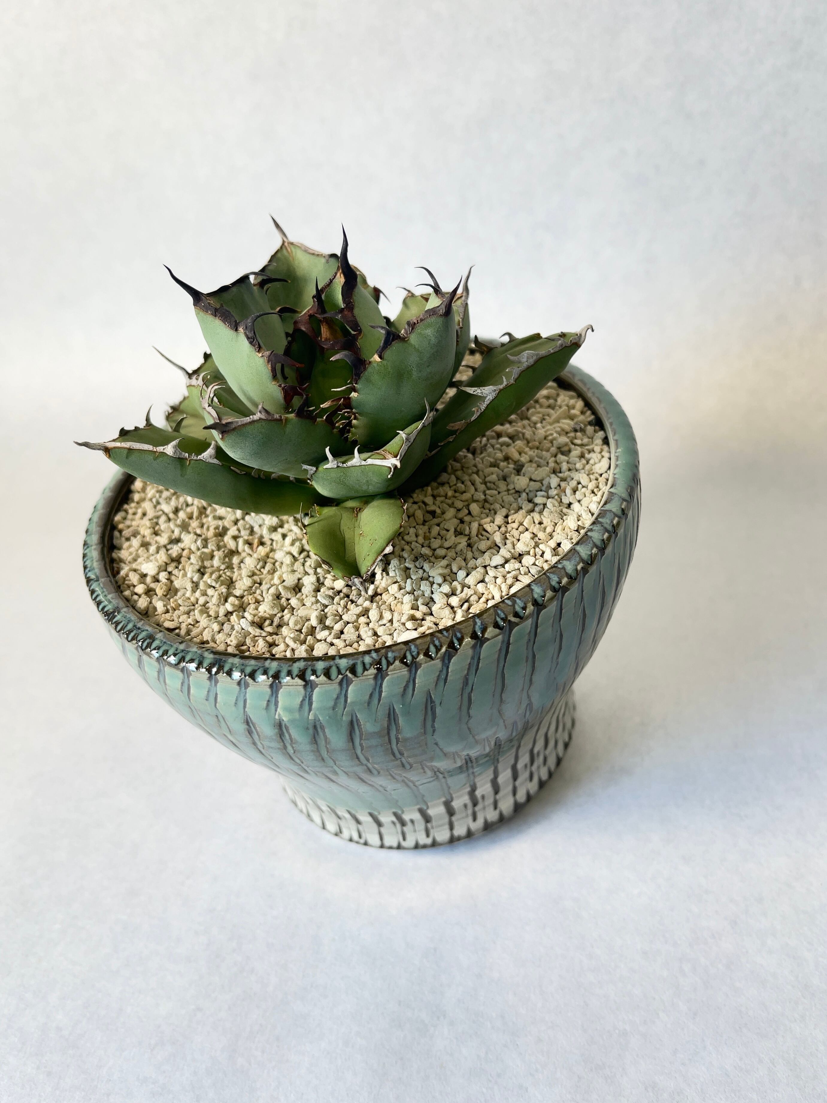 多肉植物 アガベ 黒鯨 セラアート平鉢 5号 【公式通販】