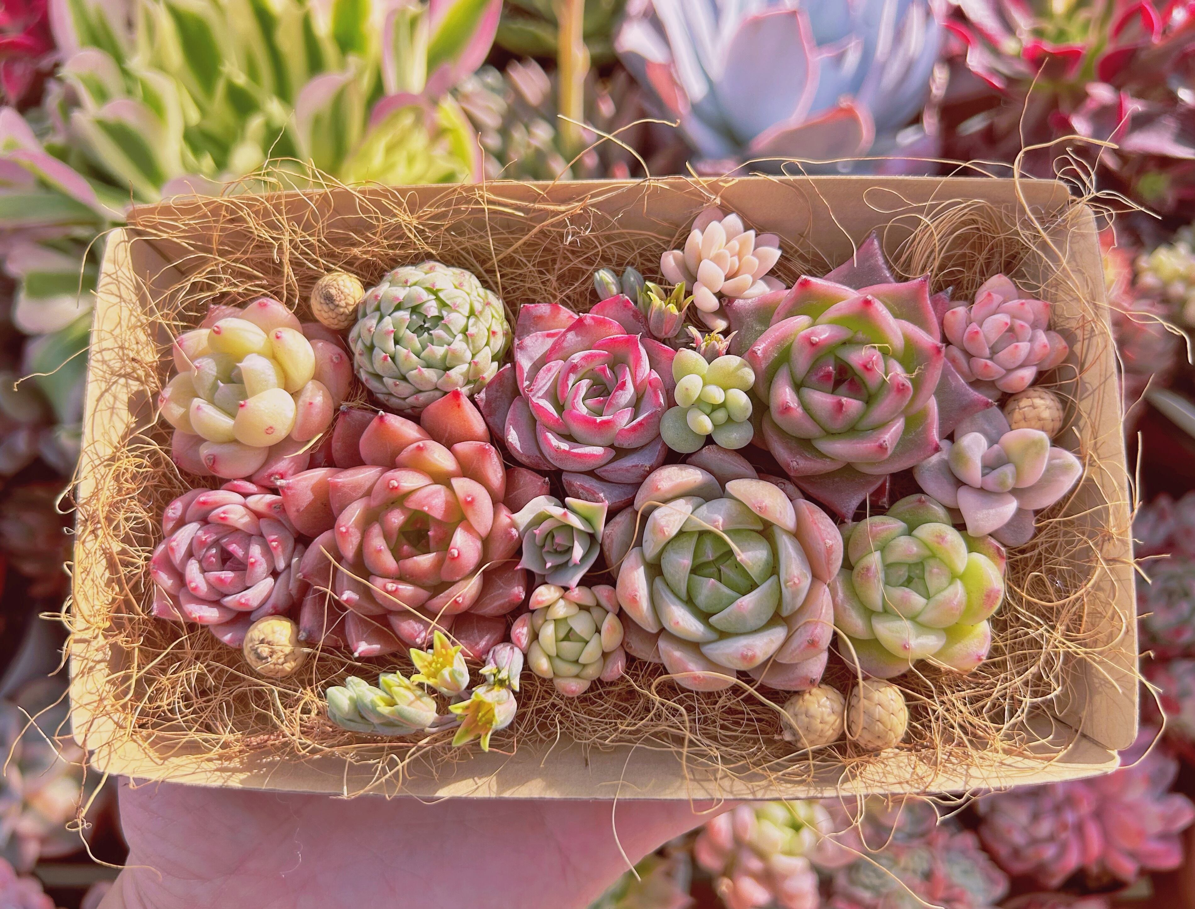 #348現物　多肉お弁当　トレーのまま発送