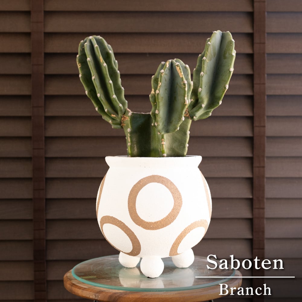 柱サボテン ブランチ 鬼面角 6号 セメント鉢 Branch サボテン 観葉植物 石化サボテン 0411WG