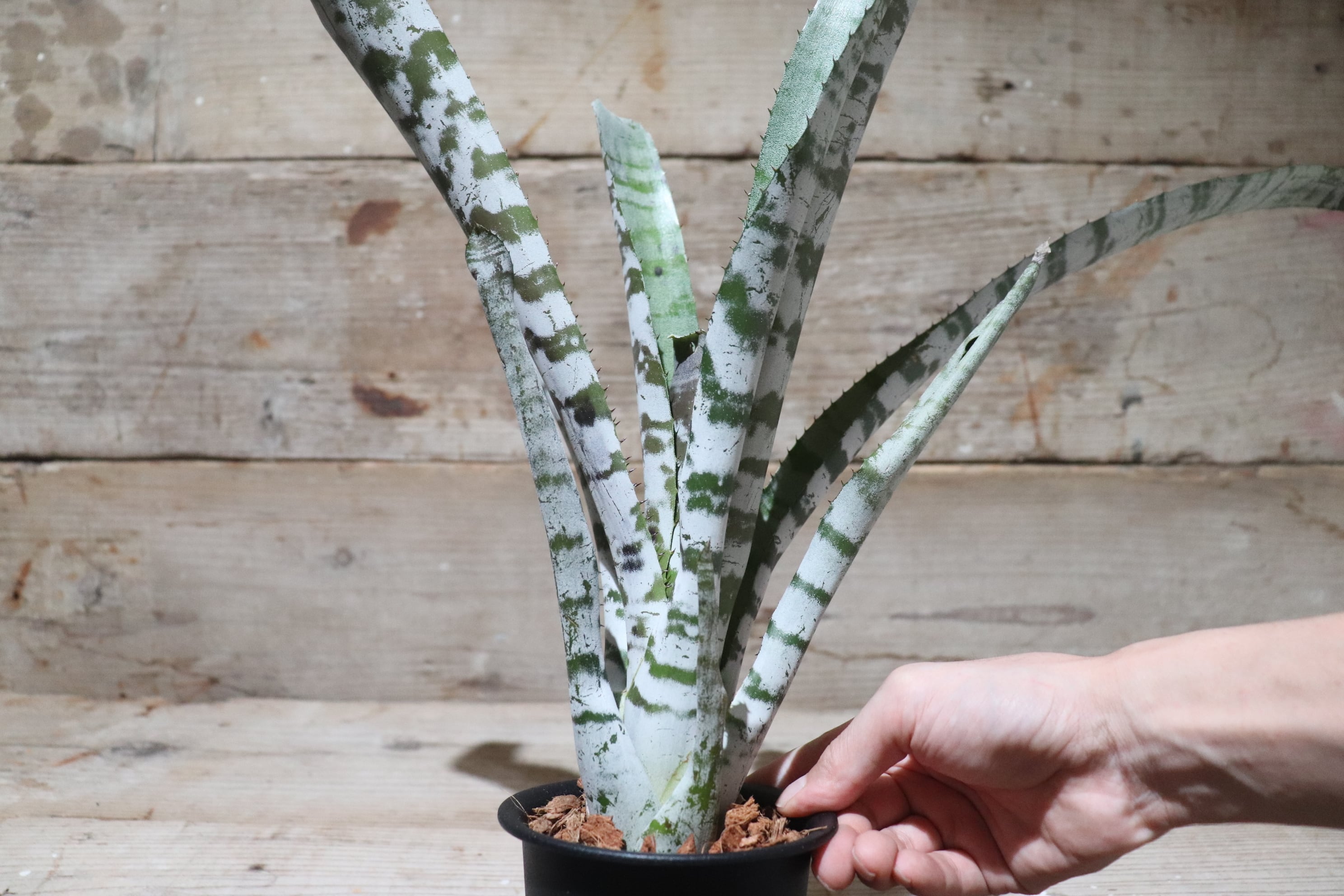 ブロメリア・エアープランツ Aechmea Young Turk 送料無料】Aechmea 'Silver top' × 'Young turk'〔エクメア〕現品発送