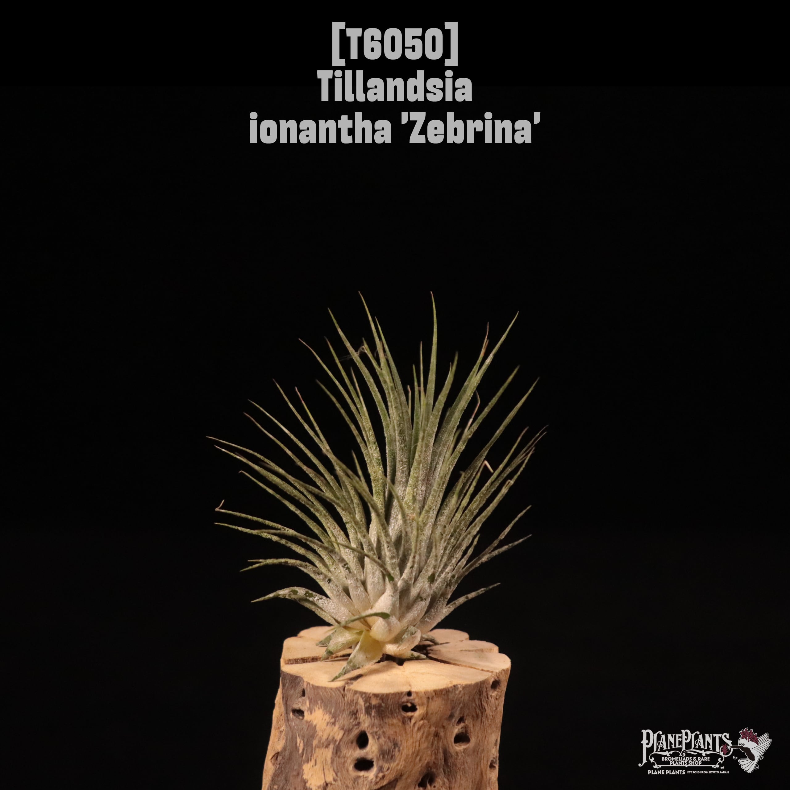 Tillandsia ionantha 'Zebrina'〔ティランジア〕T6050