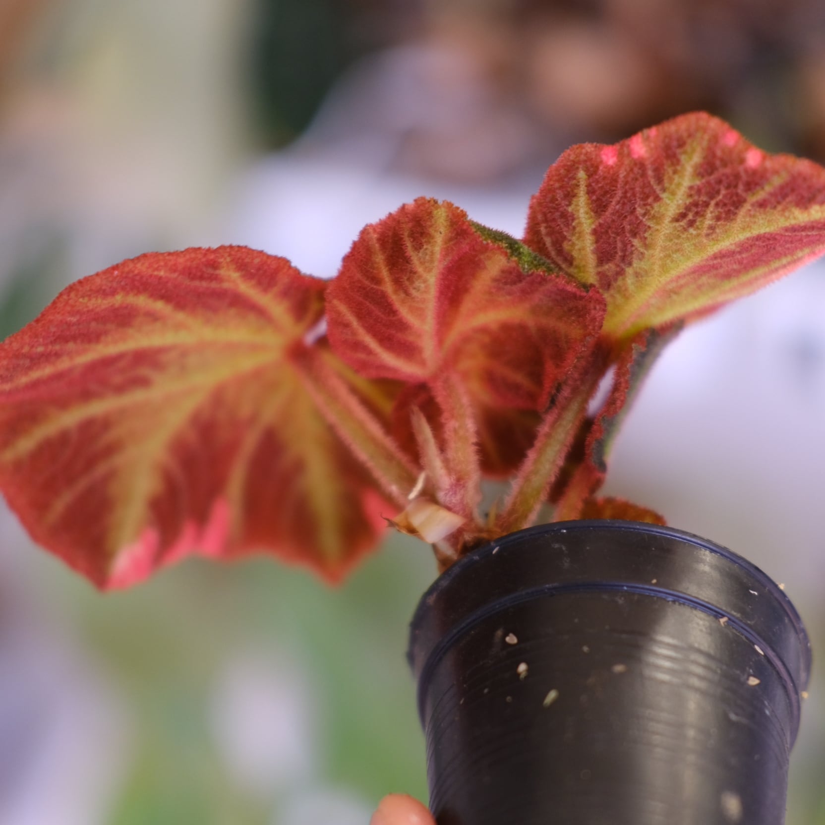 Begonia soli mutata Variegated│ベゴニア ソリムタータ バリエガータ