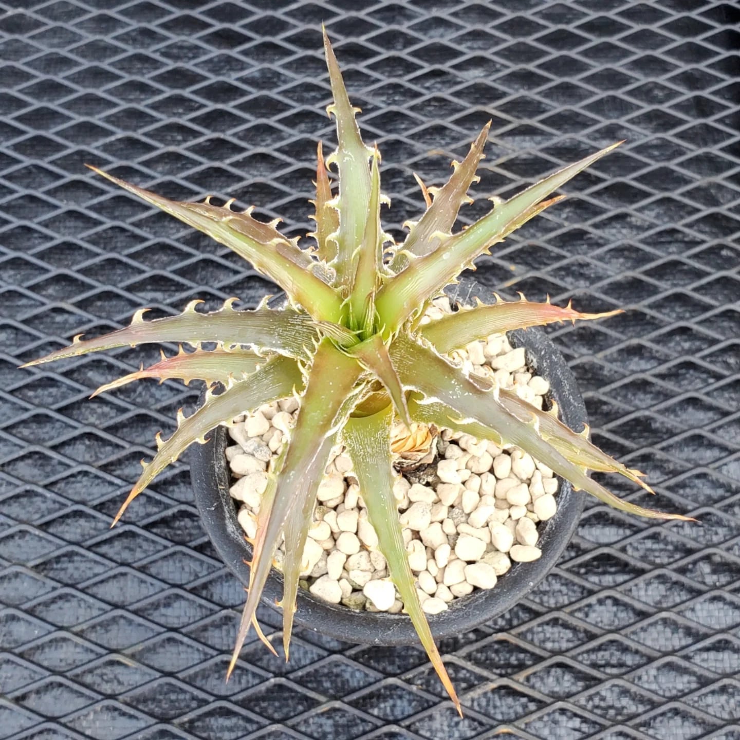 その他ハイブリッド | レアプランツ通販サイトPlants Maniax（プランツ