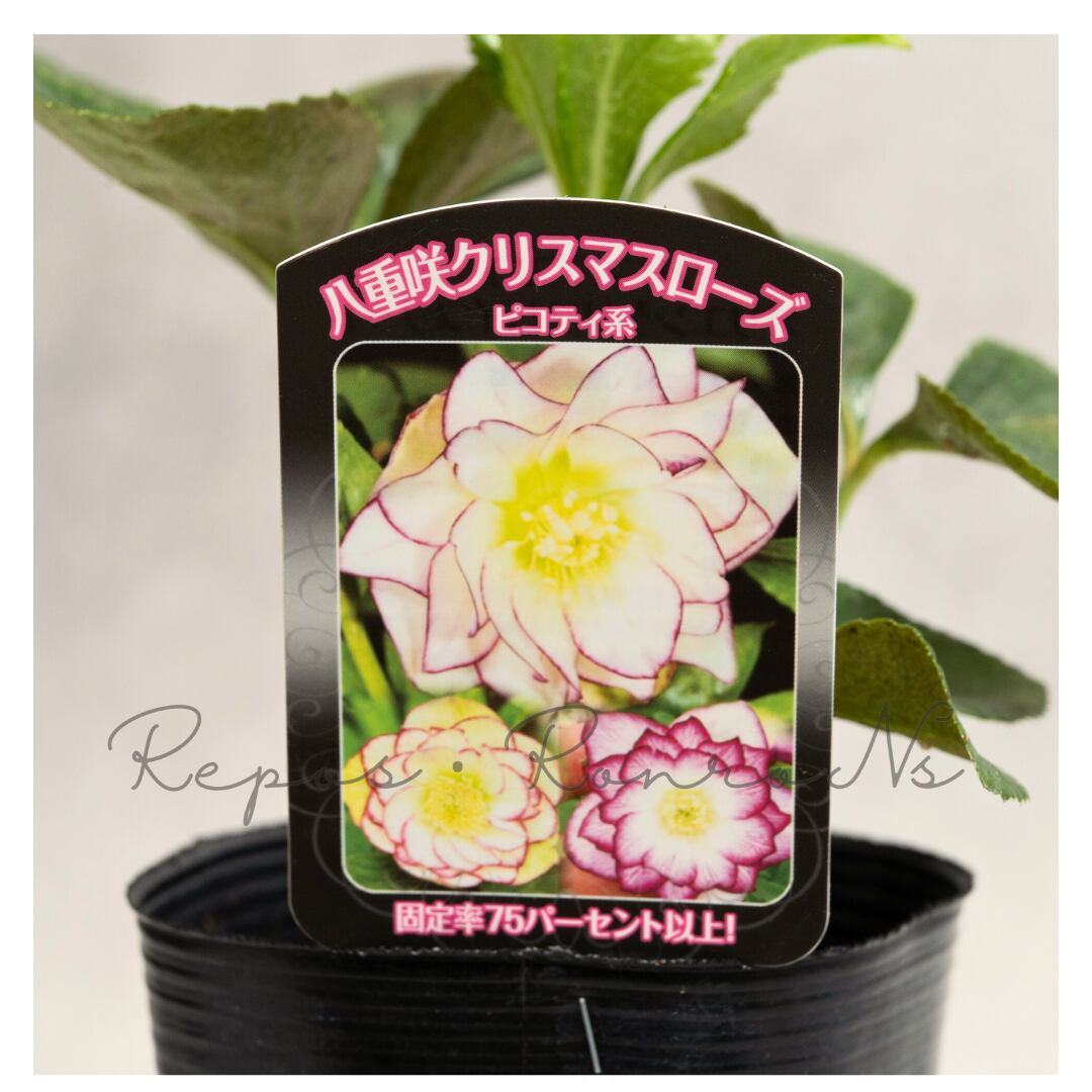 曽田園芸クリスマスローズ:ハイブリット・ピコティ系ダブル(3.5号)実生株 冬の花 多年草 希少 耐寒 贈り物