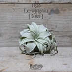 【送料無料】キセログラフィカ S〔エアプランツ〕現品発送T1326