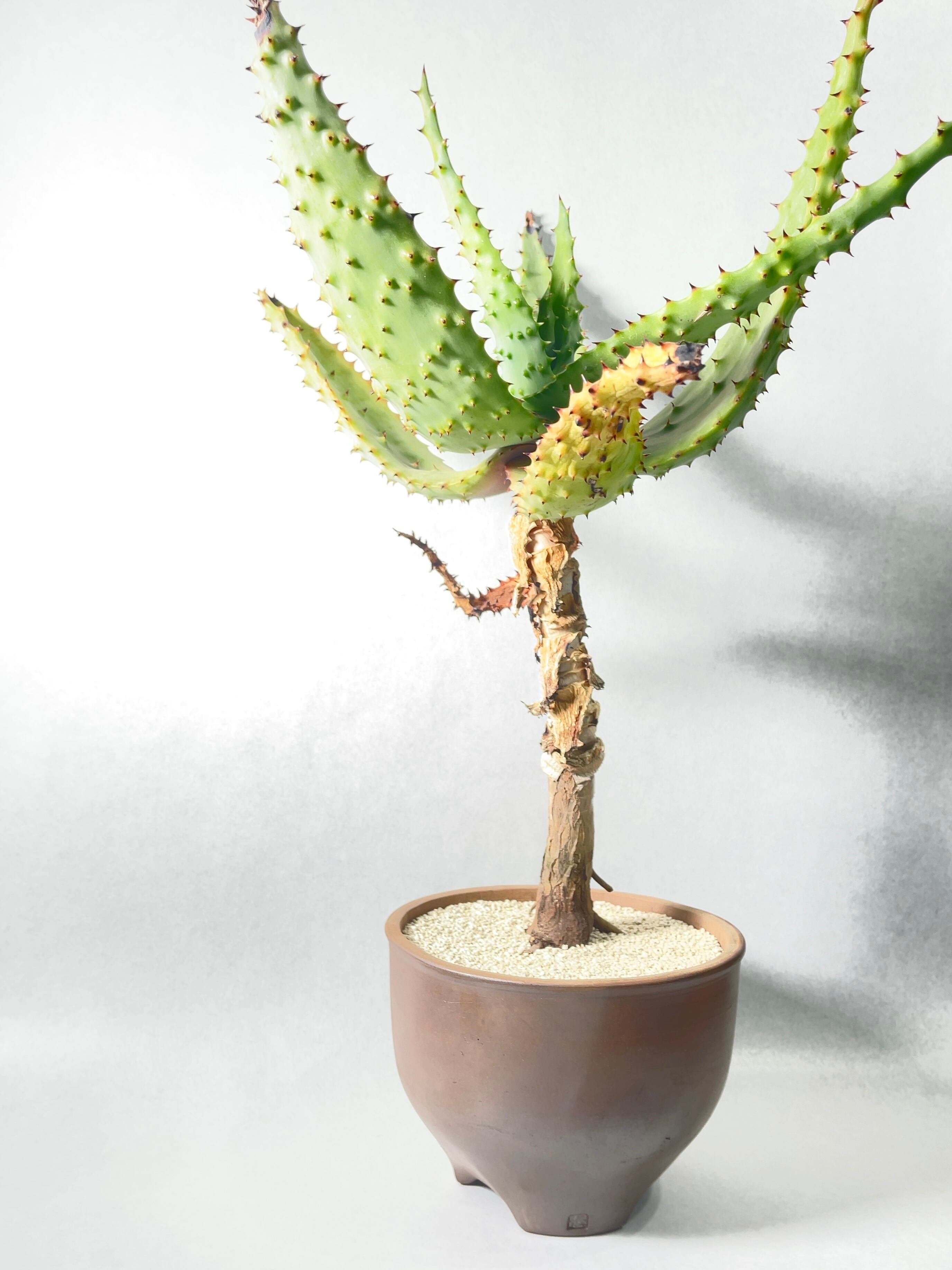 アロエ・マルロシー・大 アロエ・マルロシー | trigger