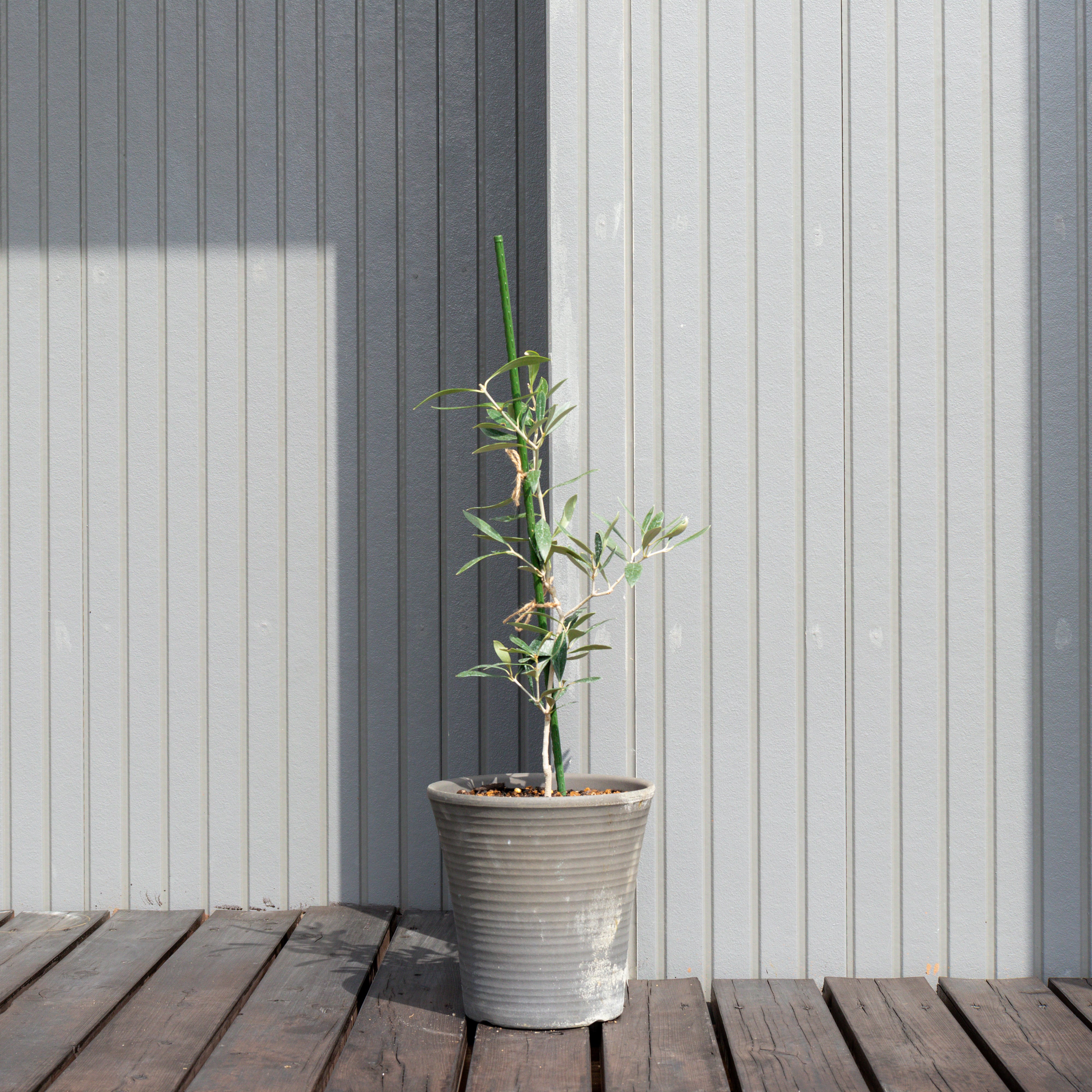 オリーブ 鉢植え 「アザパ」 シンボルツリー 観葉植物 | ACE OLIVE