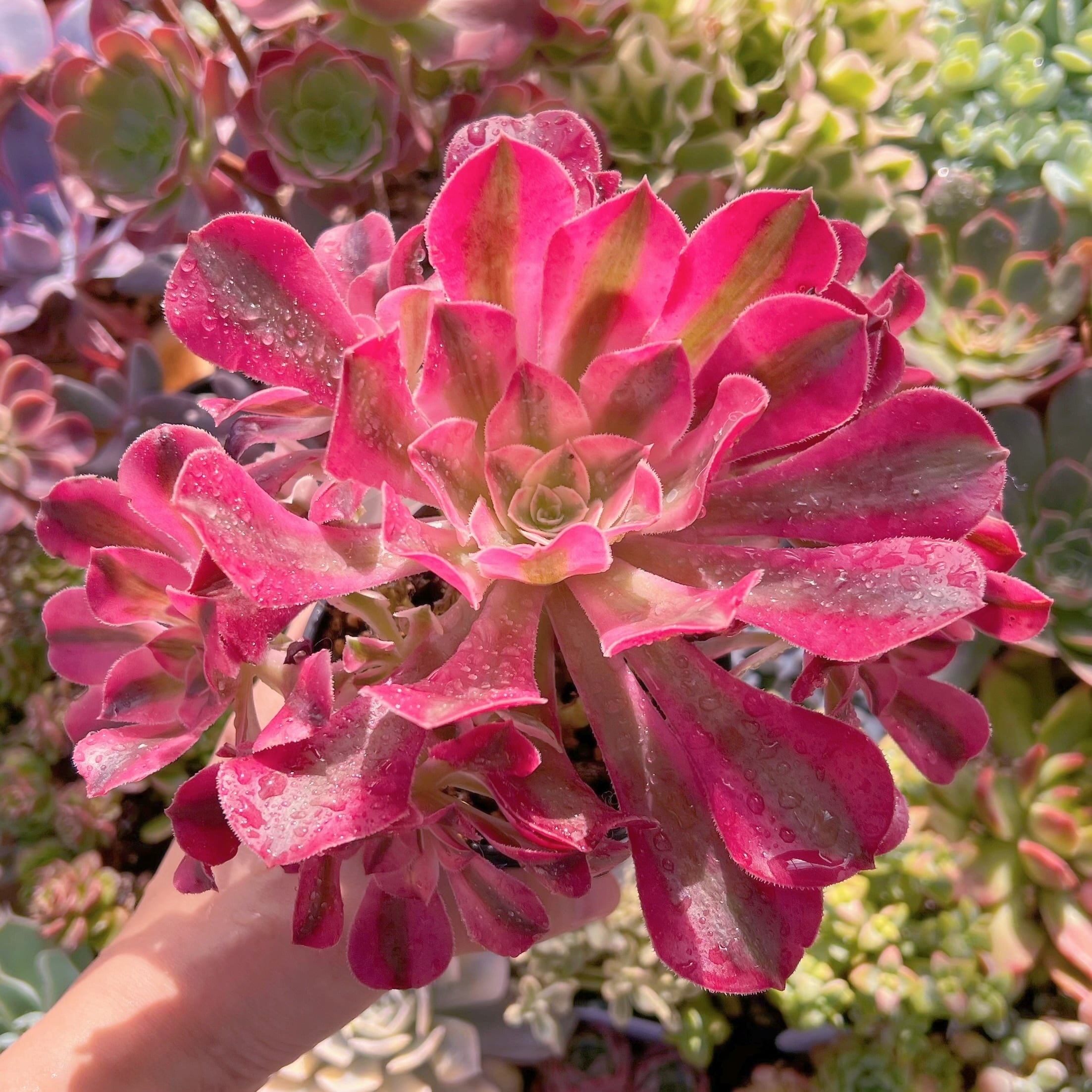 現品　アフラダイティ#610　特大群生　新入荷