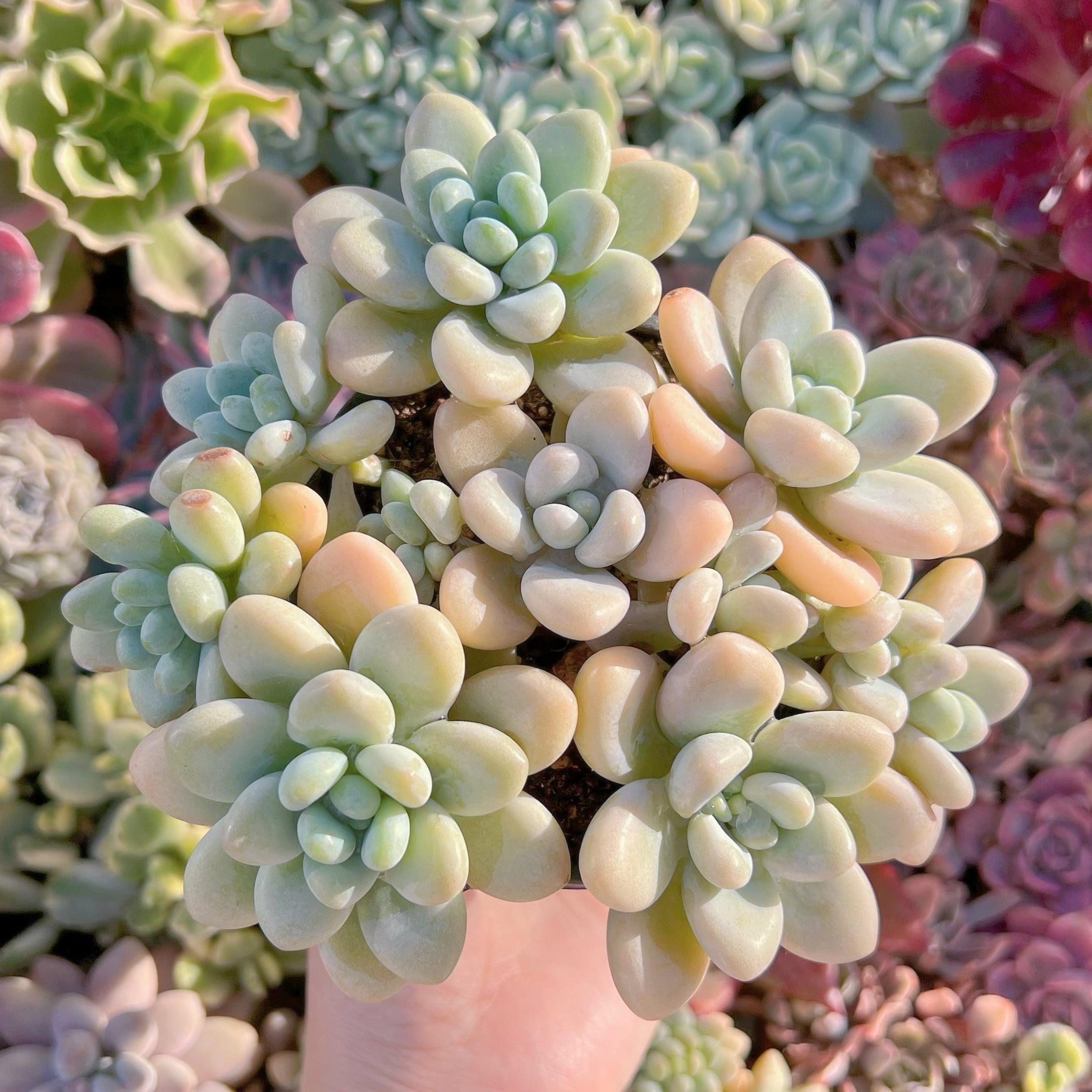 現品　洛神#2215　るる農園