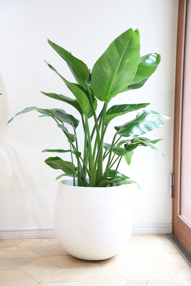 【L】【渋谷区周辺エリア/配送料無料】【110cm】オーガスタ/Strelitzia nicolai　※陶器鉢カバー別