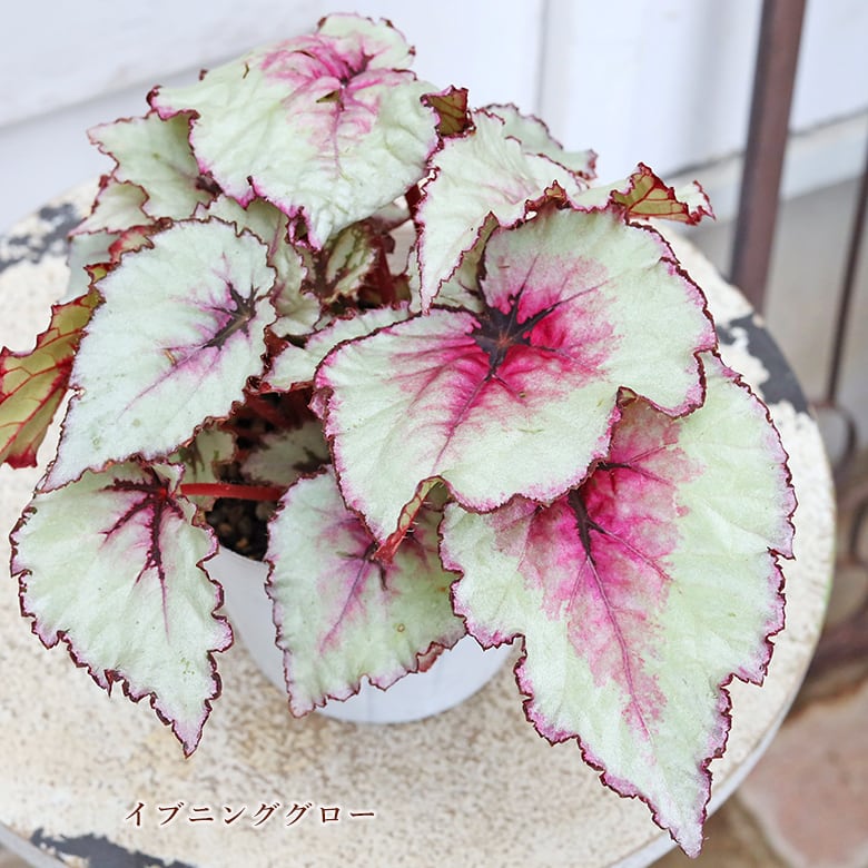 観葉植物 レックスベゴニア 4号 パープルフラッシュ ハワイアン