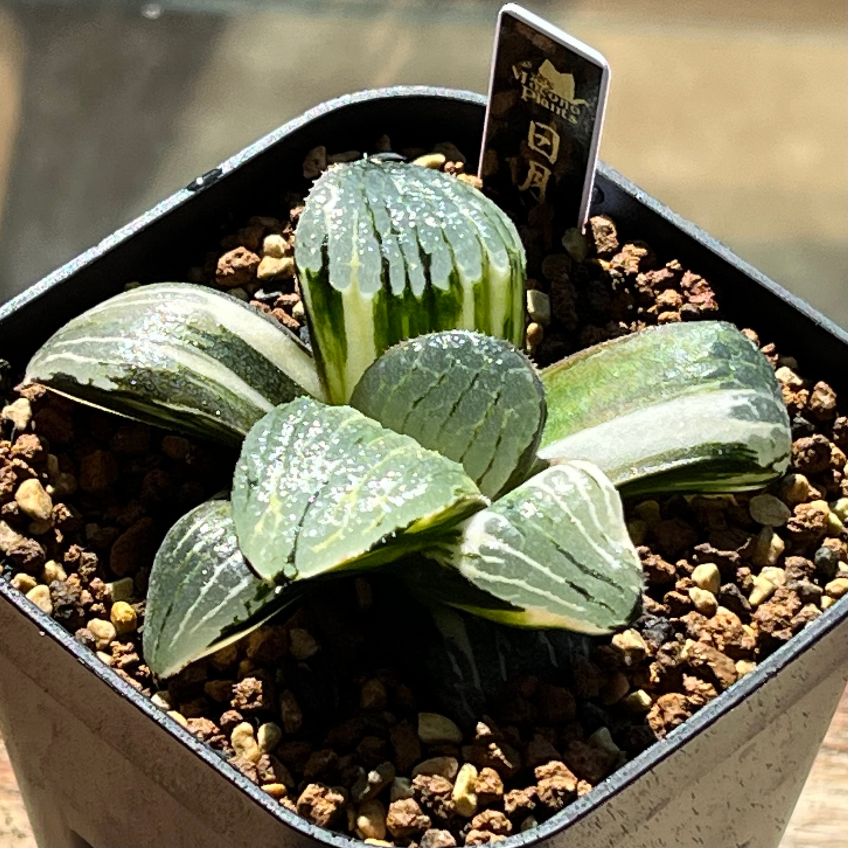 ハオルチア ピグマエアミュータント 特異株 | mocono_plants
