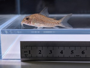 WDコリドラス〝ウルブー 1匹〟4.5〜5cm ※沖縄、離島発送不可