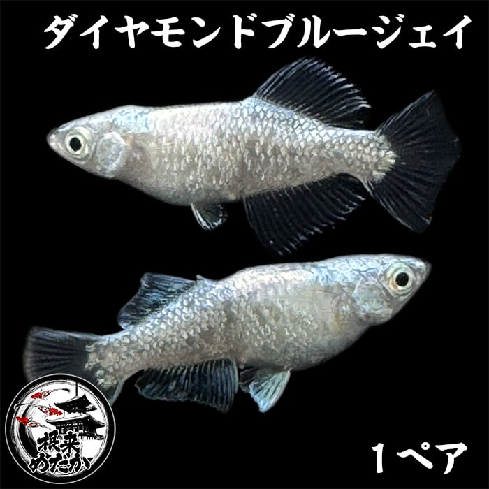 【1ペア】ダイヤモンドブルージェイ