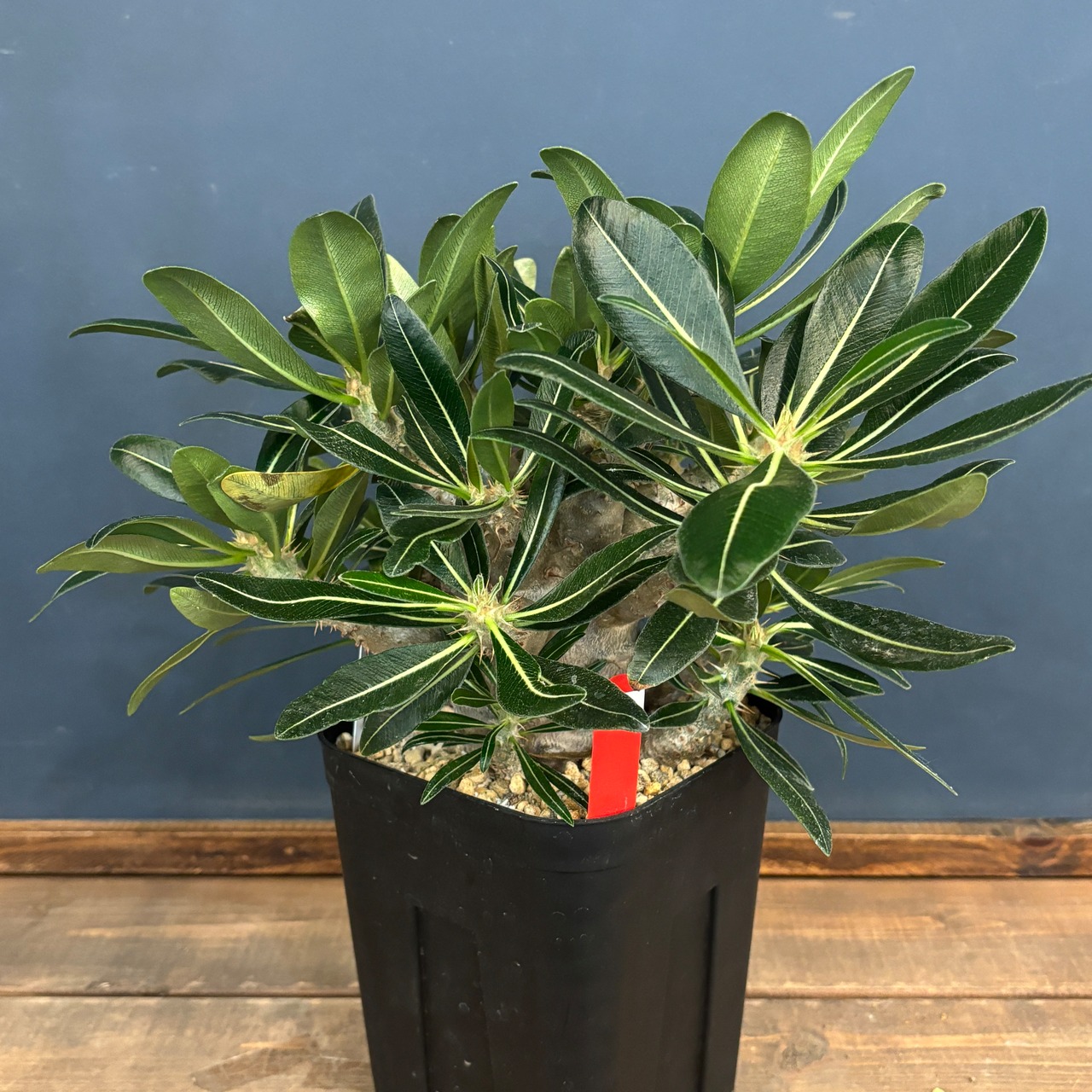 パキポディウム カクチペス【841】