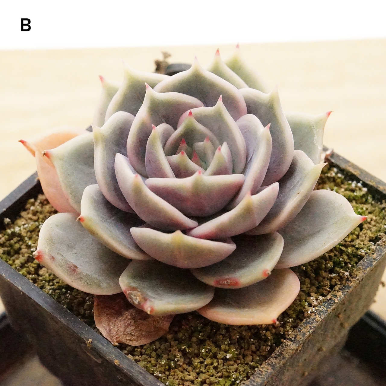 【PREMIUM】 抜き苗 レイクバイカル錦 アイボリー斑 Echeveria 'Lake Baikal Variegated'